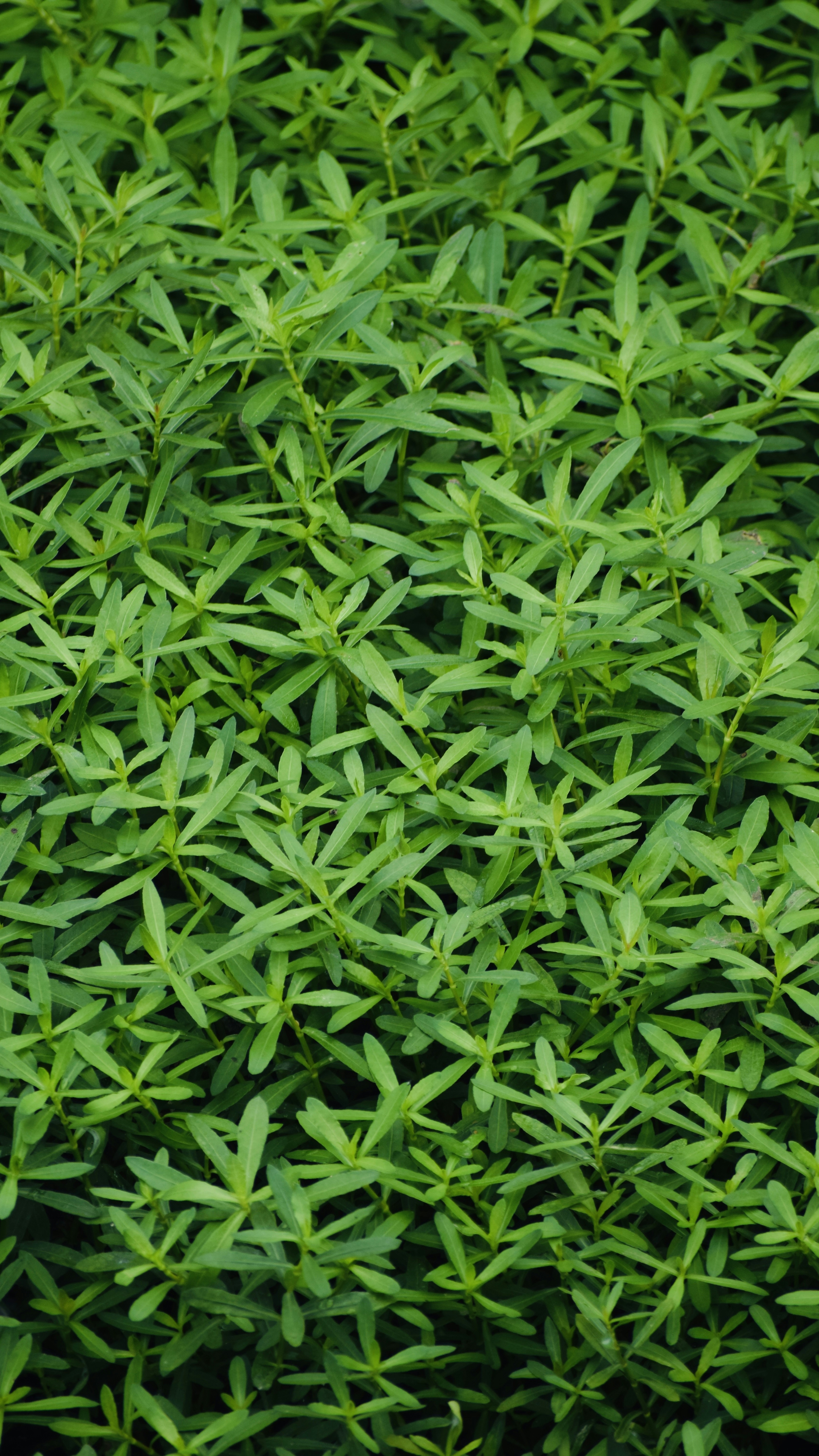Dense Green Ground Cover Plants