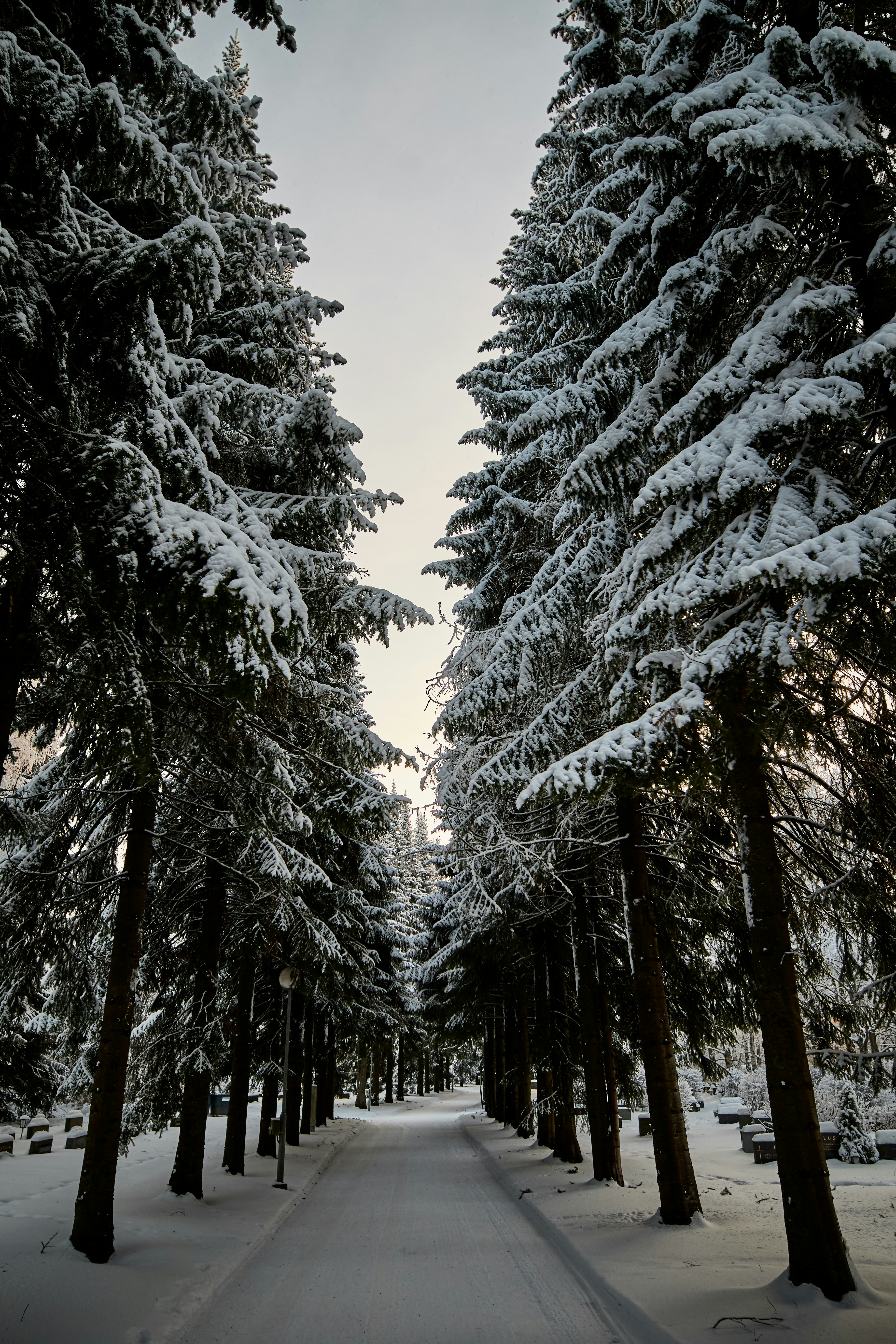 Winter Snowy Forest Path