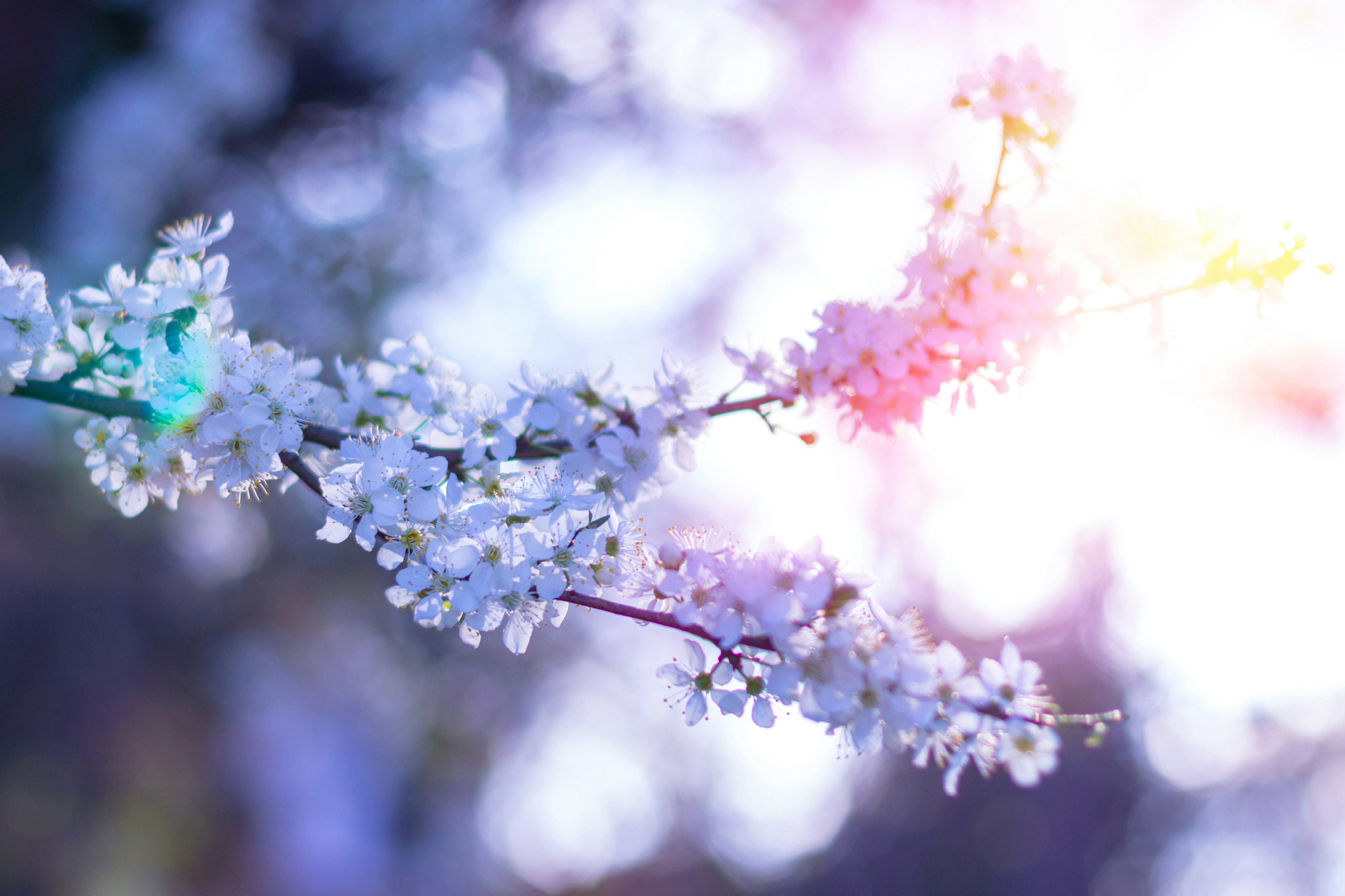 Sunlit Spring Cherry Blossoms