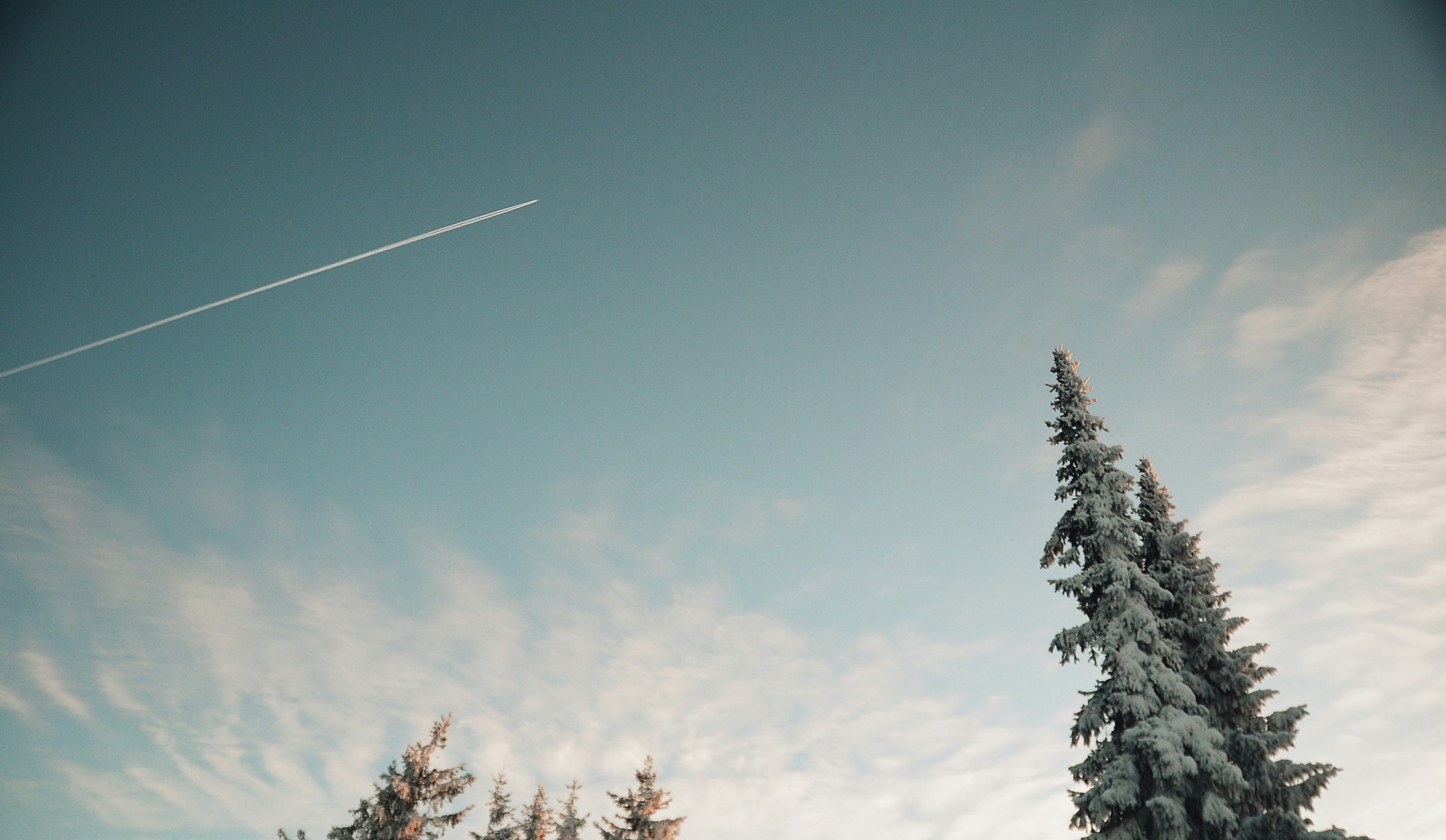 Winter Sky with Snow Covered Pines