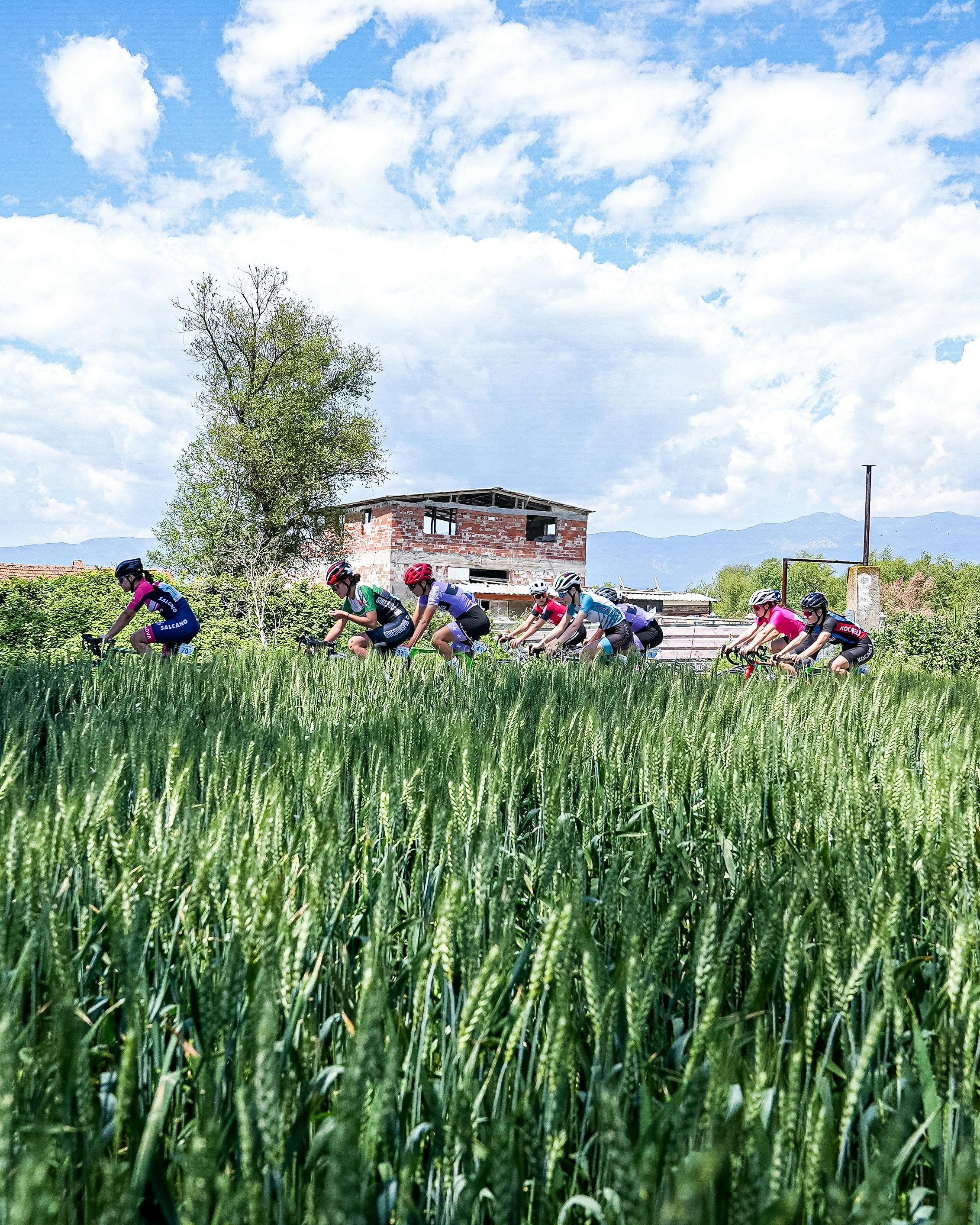 Cyclists Racing Through Wheat Field