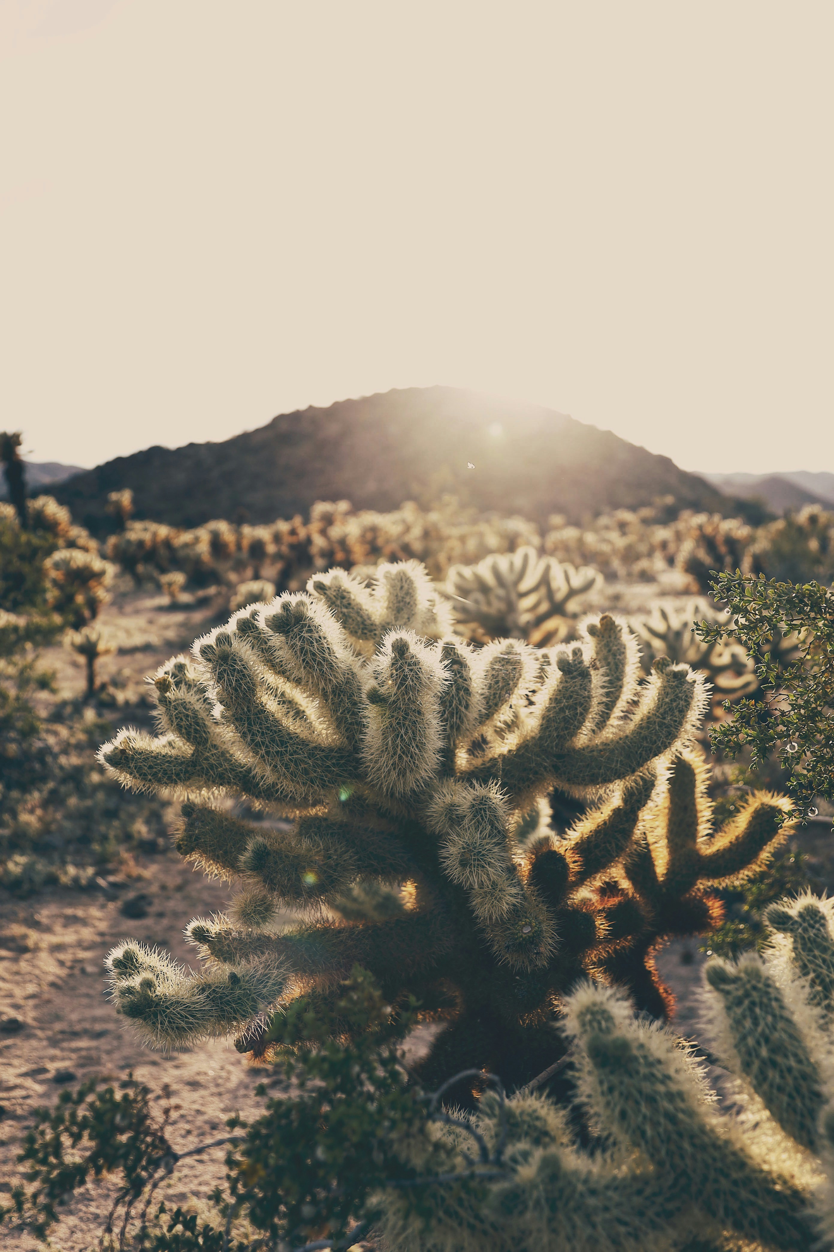 Cholla Cactus in Desert