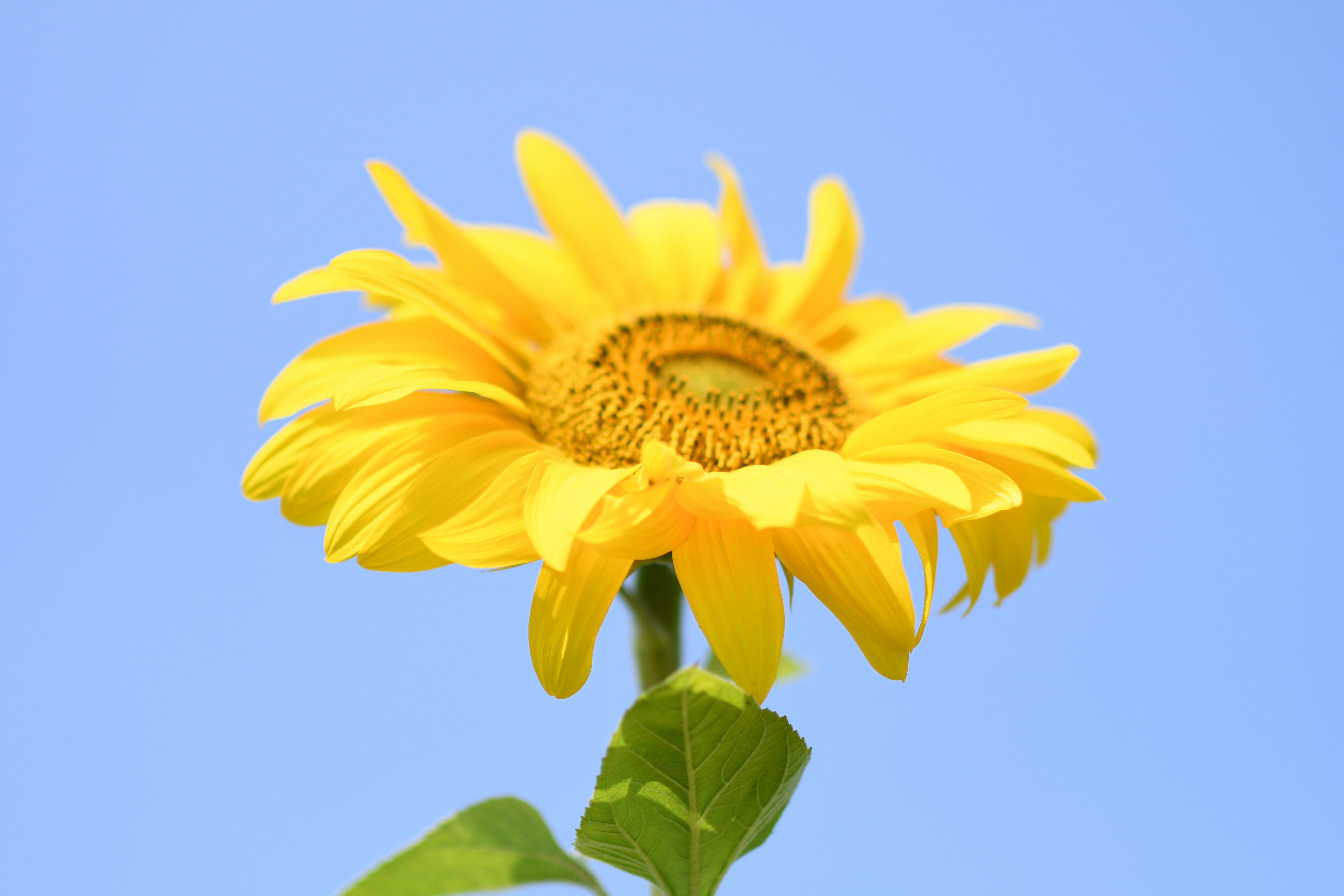 Sunflower Under Clear Blue Sky