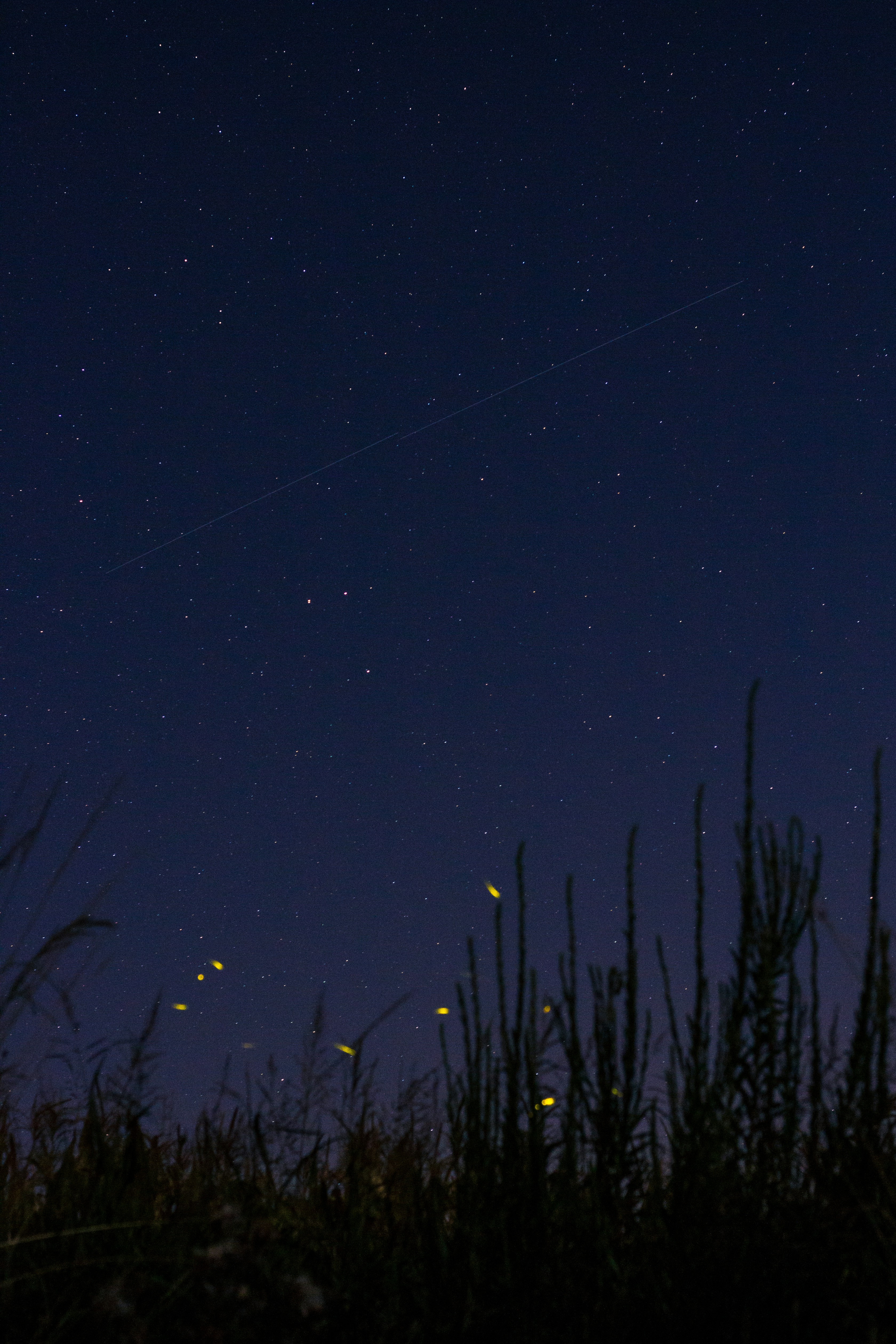 Night Sky with Meteor and Fireflies