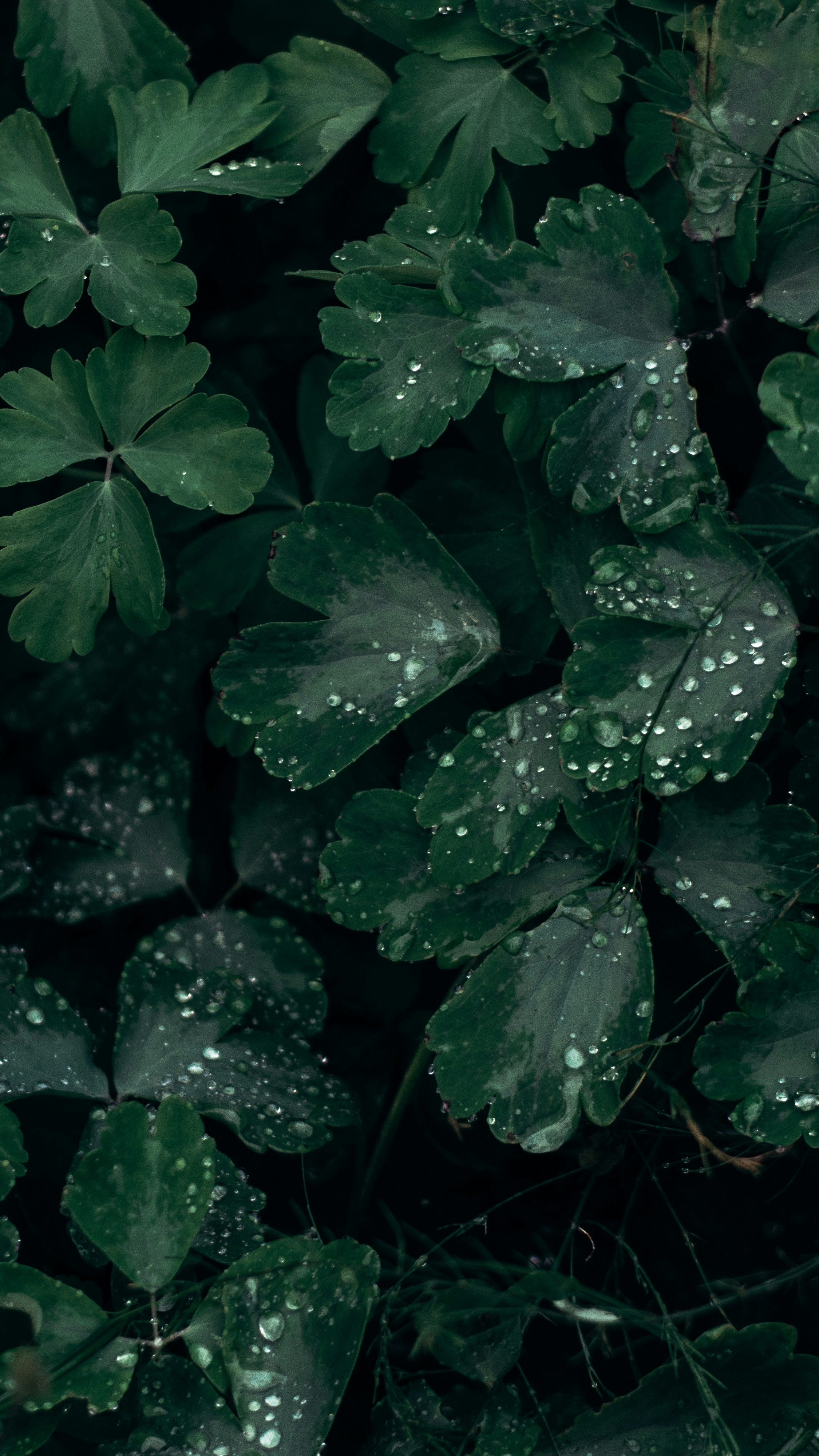 Wallpapers