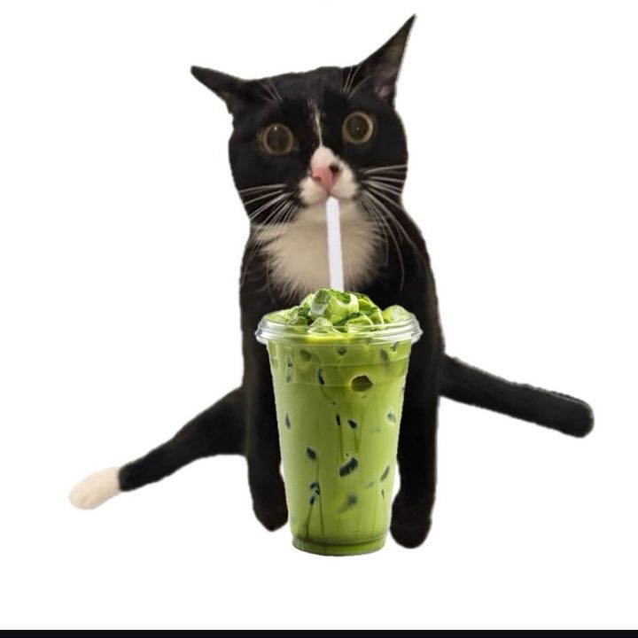 Tuxedo Cat Drinking Iced Matcha