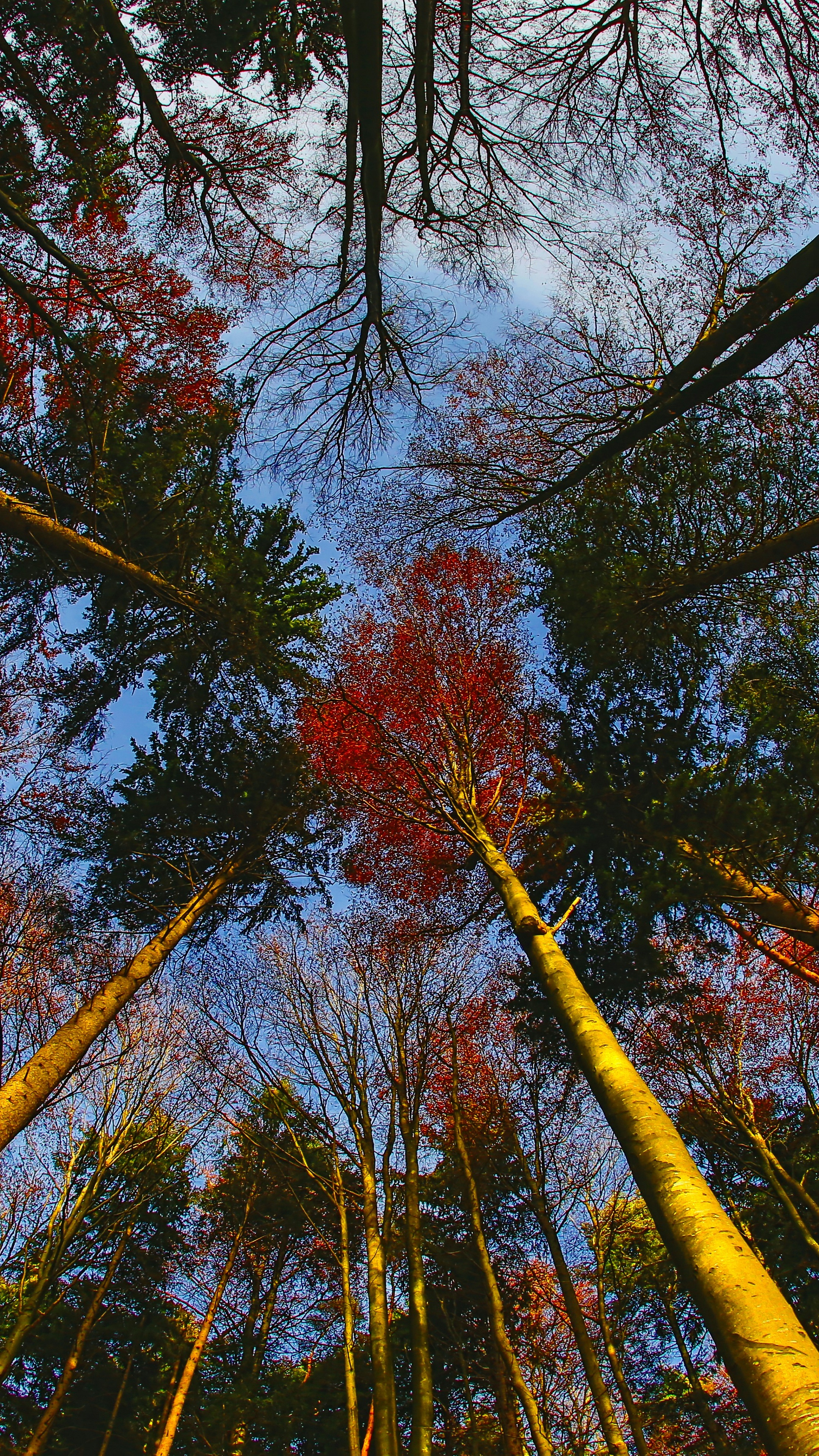 Wallpapers