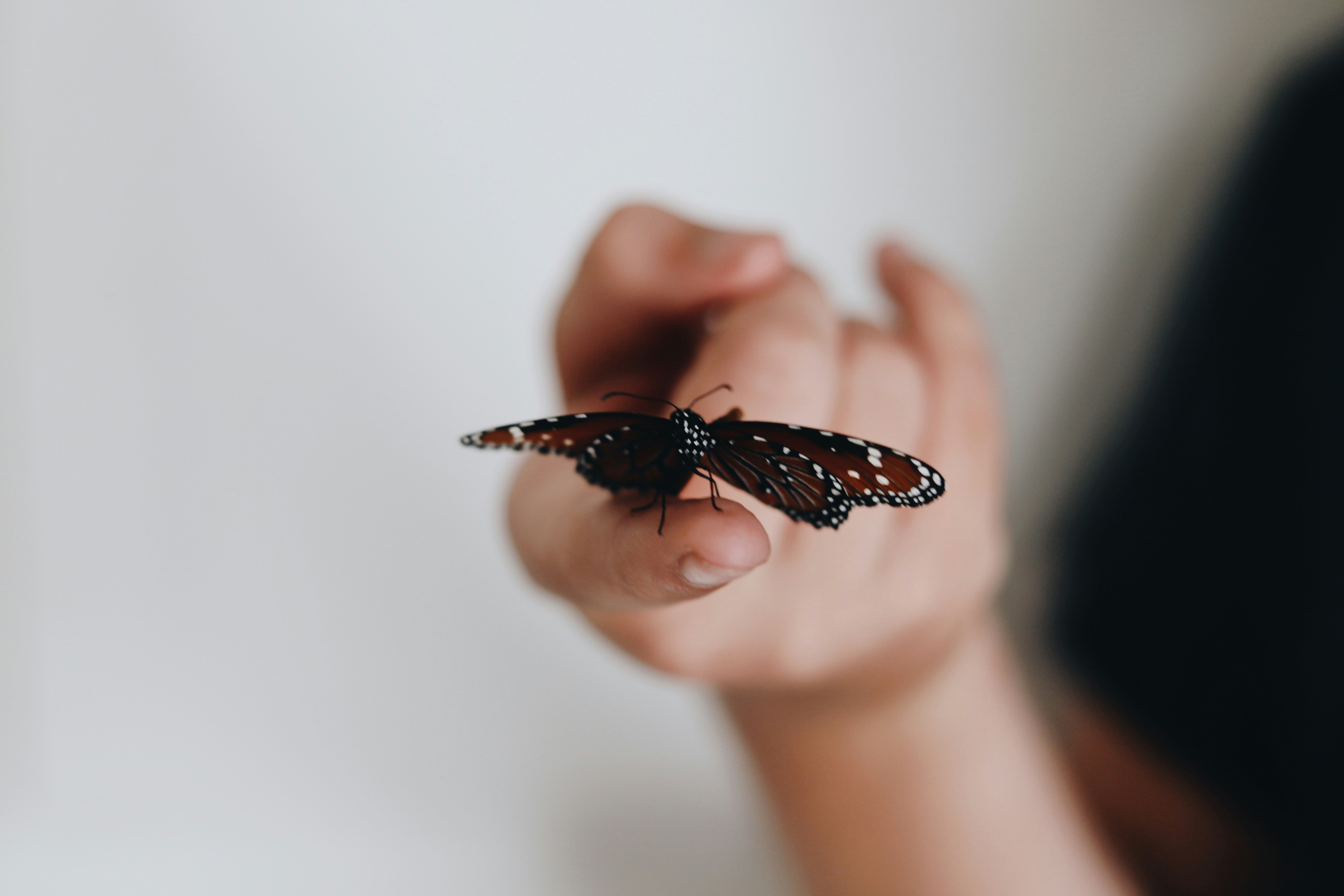 Butterfly Resting on Fingertip