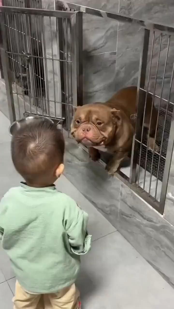 Toddler Faces Bulldog in Kennel