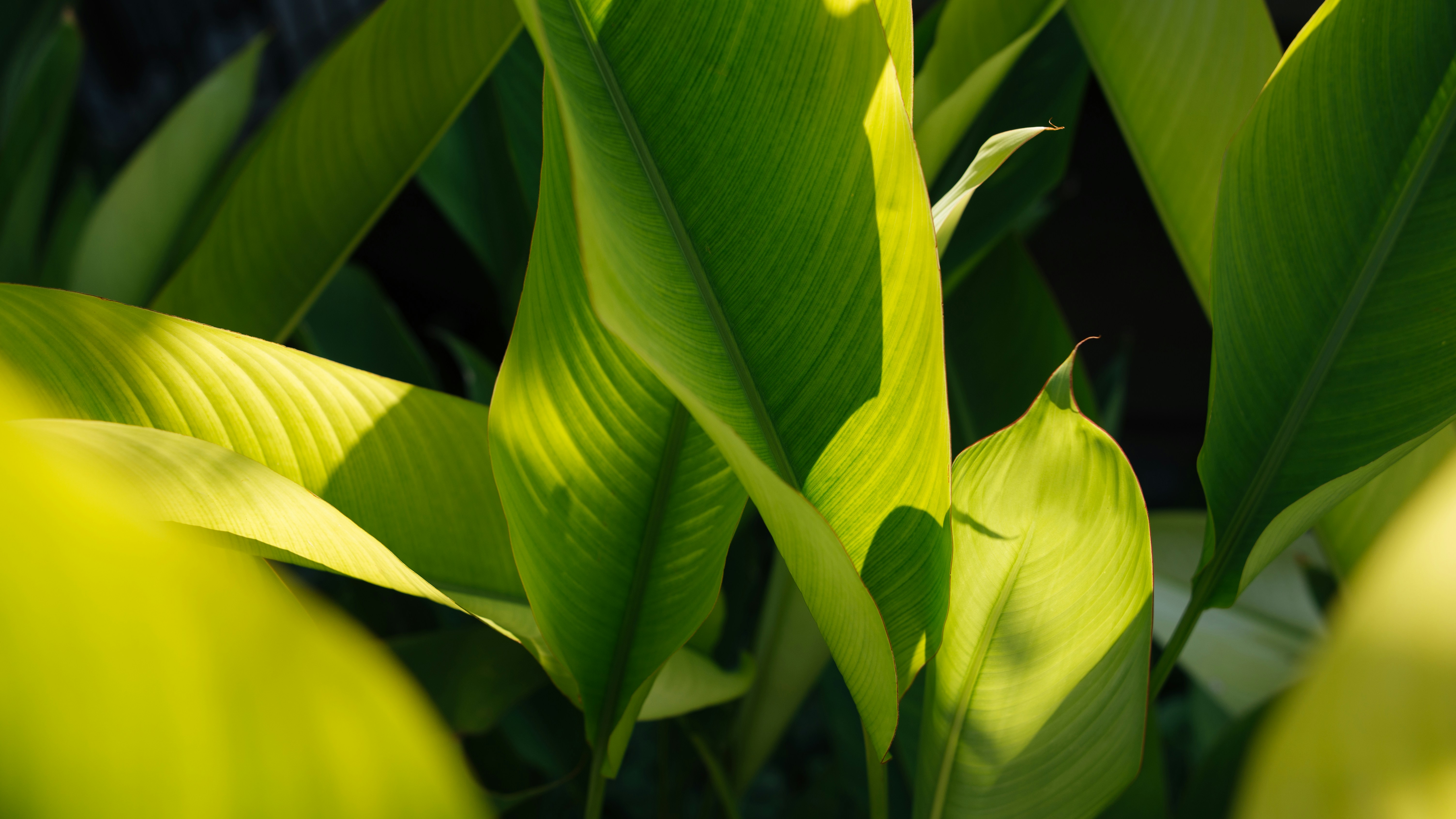 Close-up of Sunlit Green Leaves