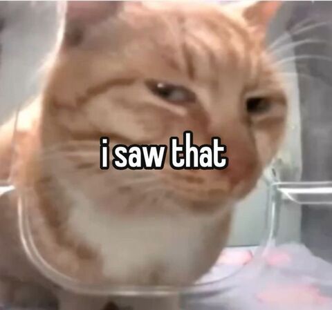 I Saw That Orange Cat Meme