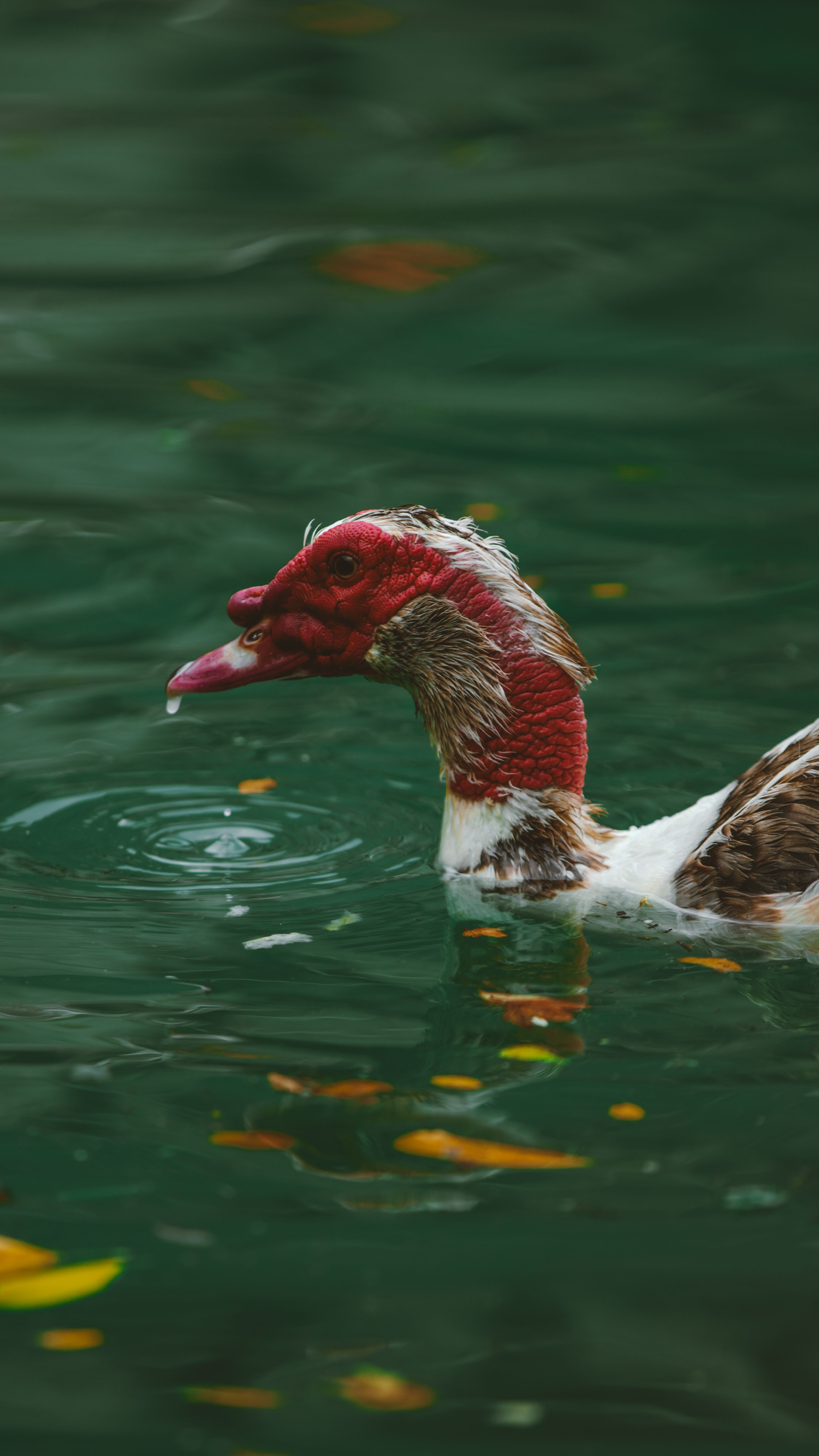 Image 1623115 — Nature