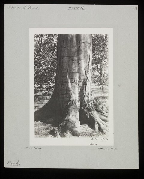 Vintage Beech Tree Trunk Study