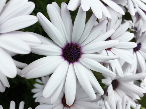 White Daisies with Purple Center