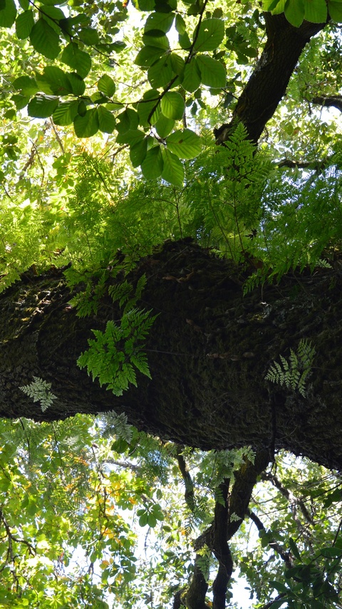 Low Angle View of Forest Tree