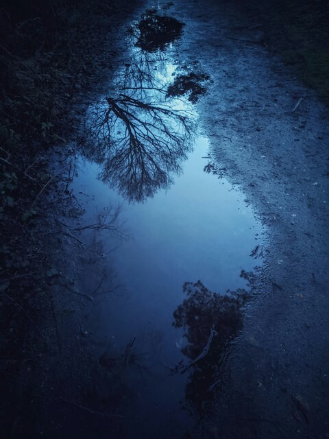 Tree Reflection in Puddle