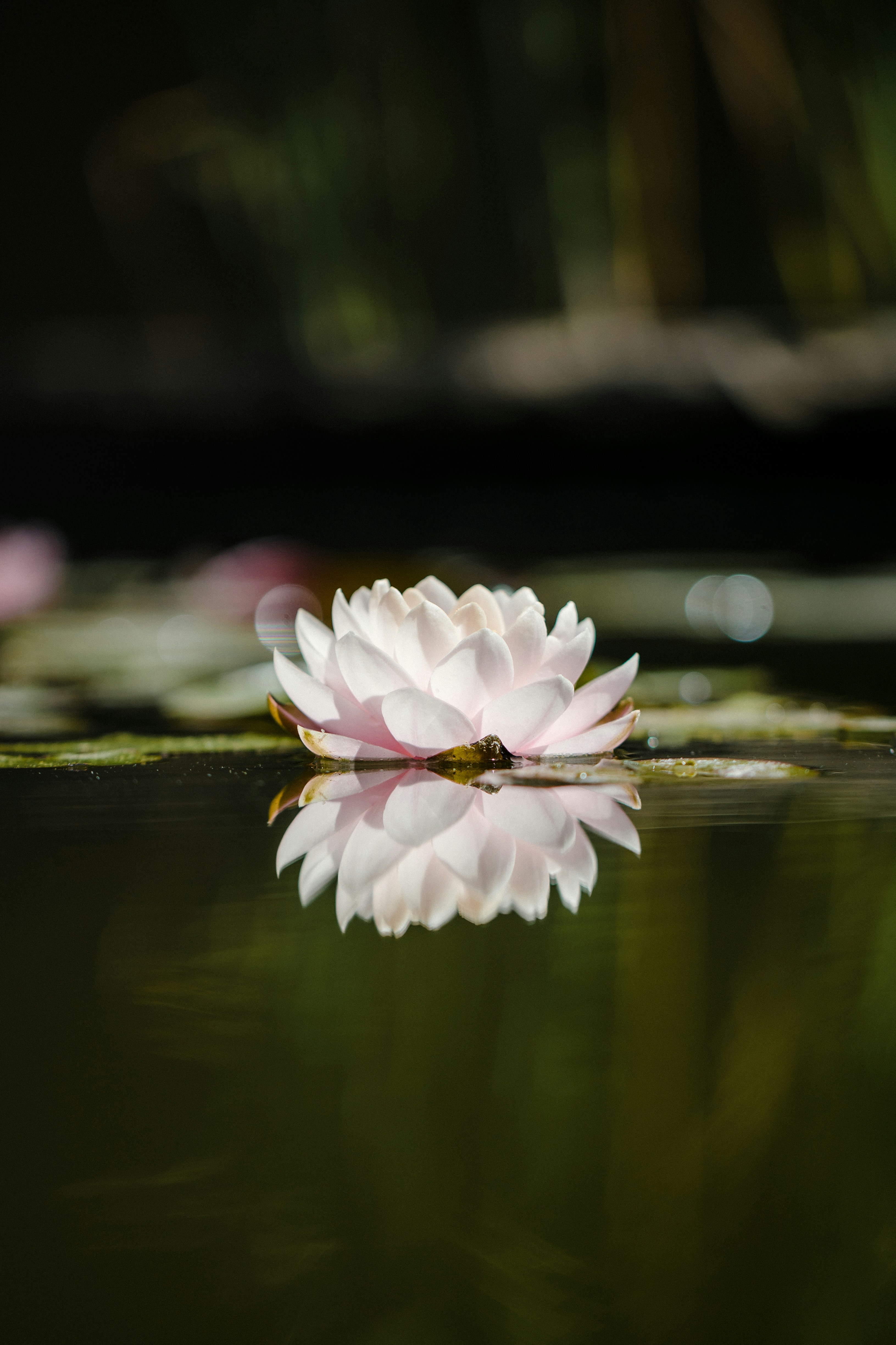 Pink Water Lily on Pond