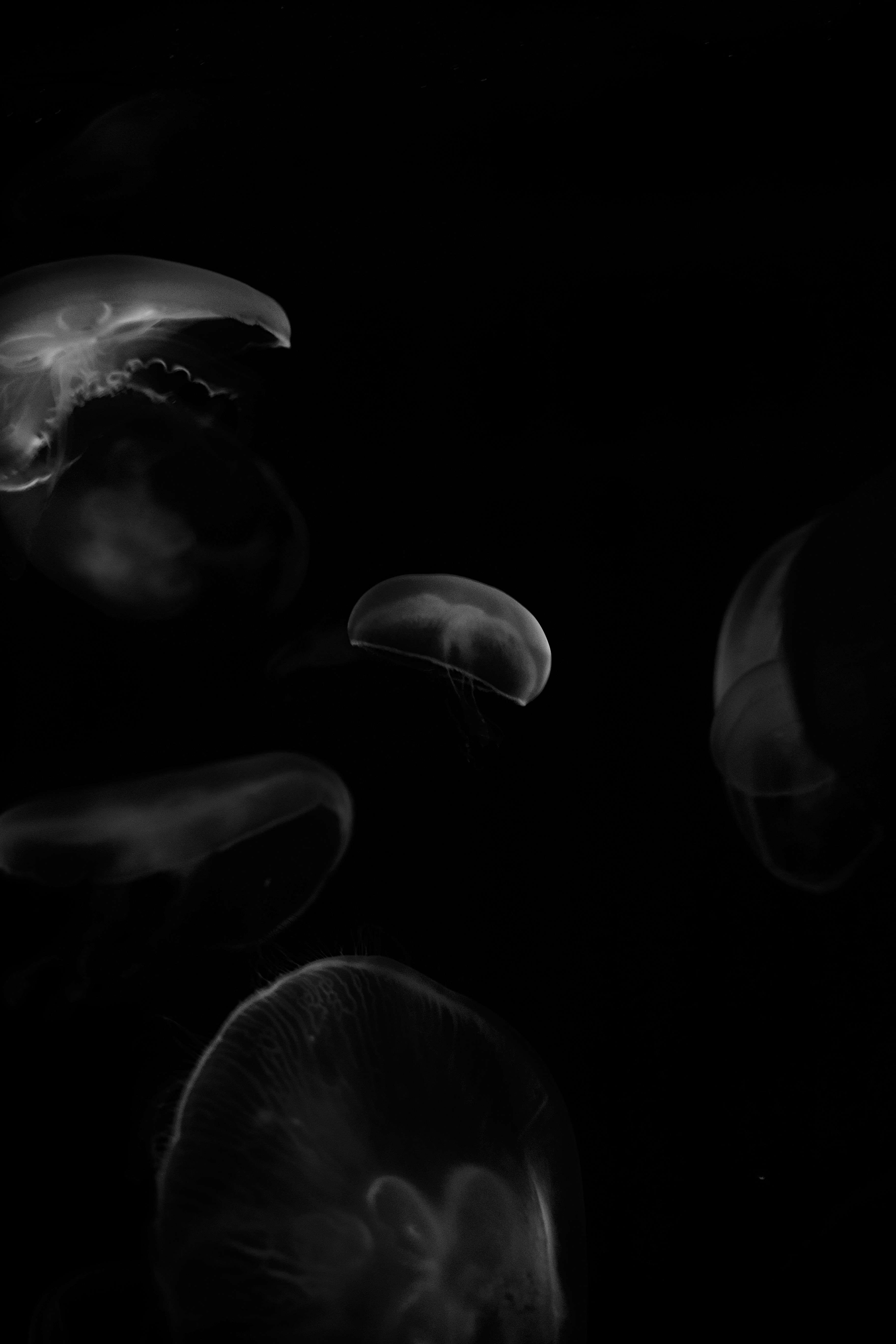 Translucent Jellyfish in Dark Water — Phone Wallpapers