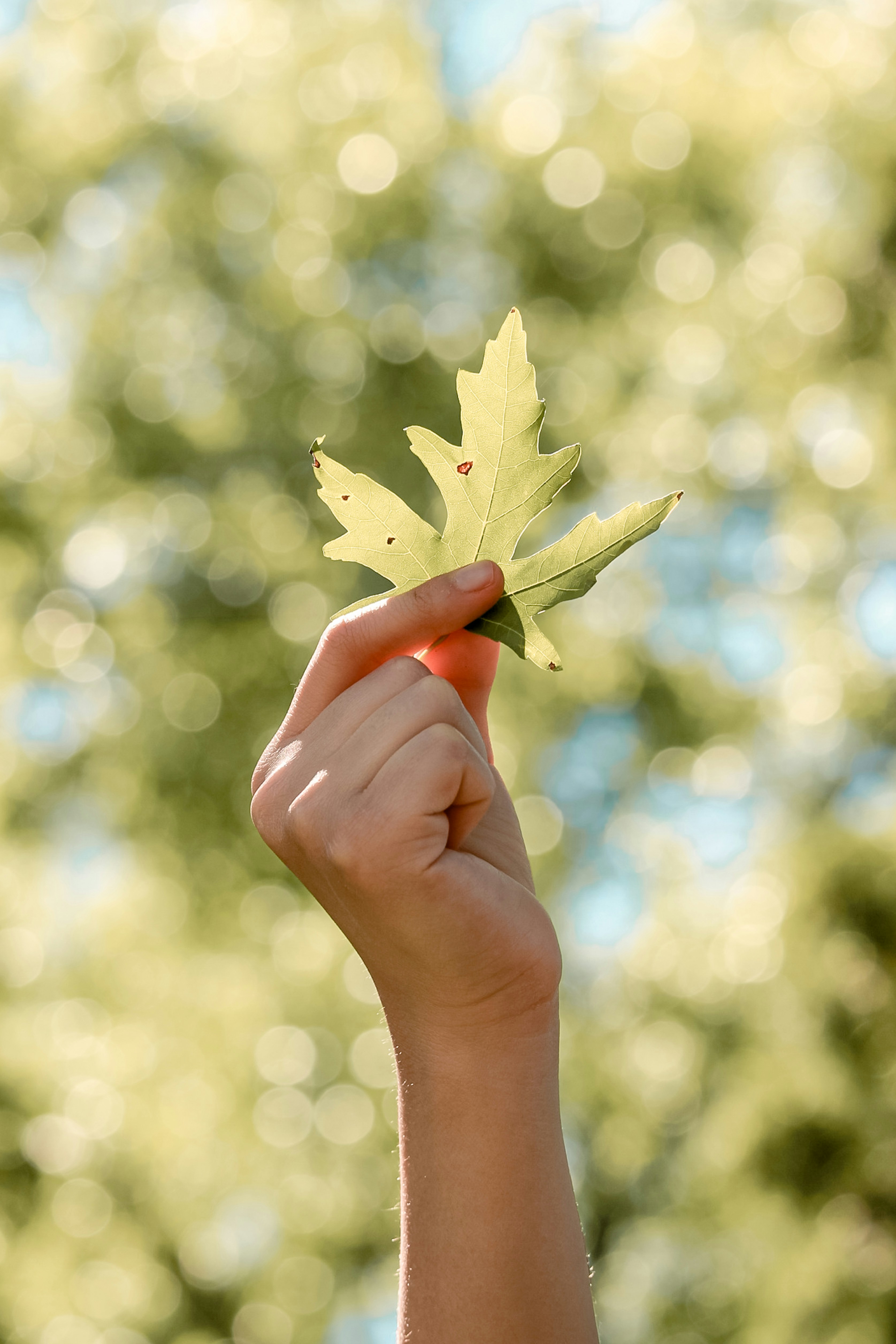 Hand Holding Leaf Against Sunlit Foliage