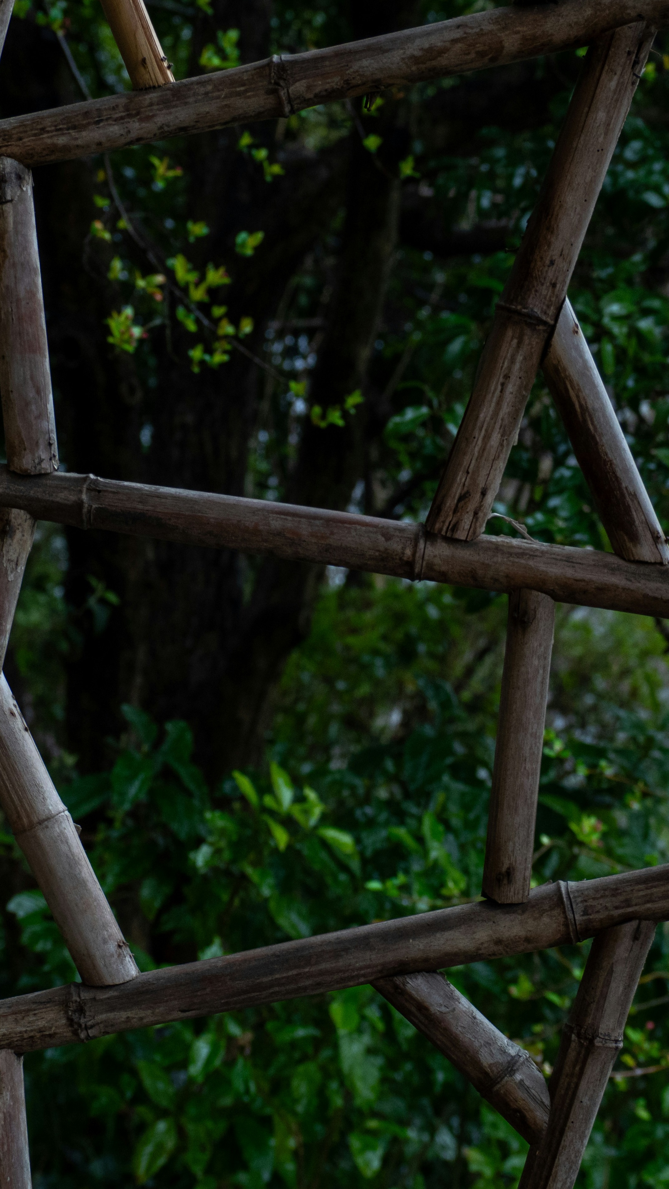Rustic Bamboo Fence Against Green Foliage