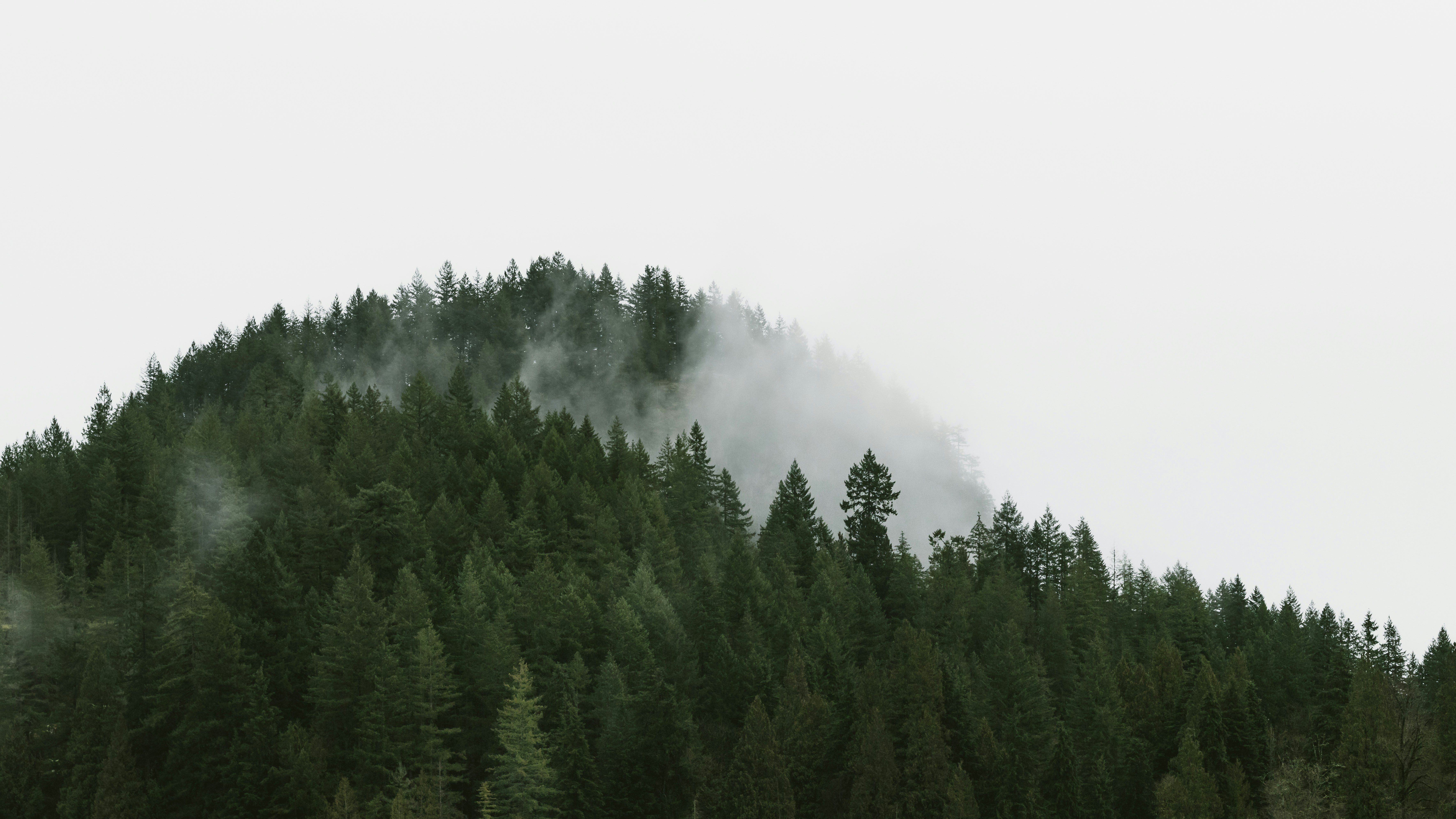 Misty Forest Hill