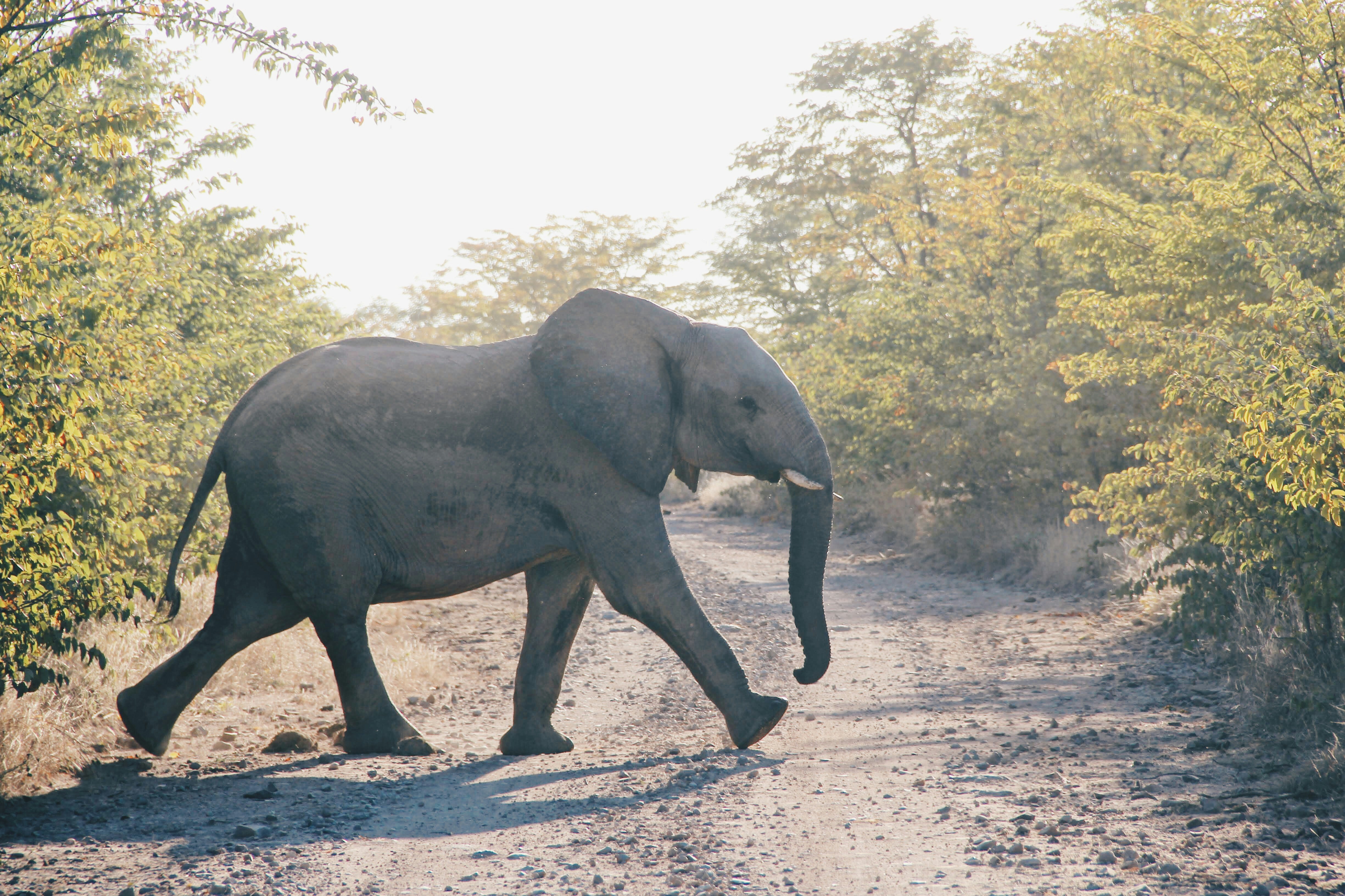 African Elephant Walking On Dirt Road