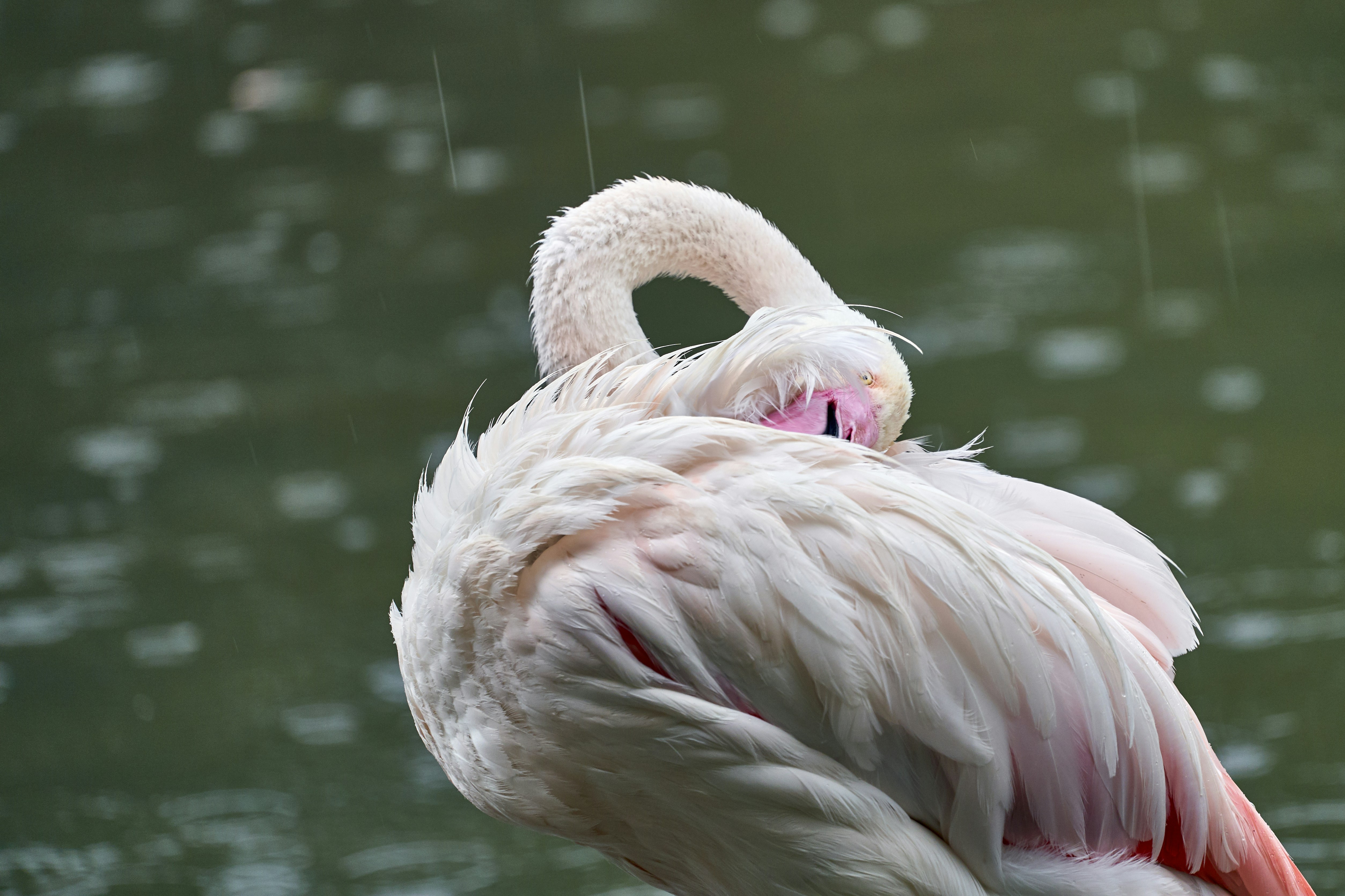 Flamingo Resting in the Rain