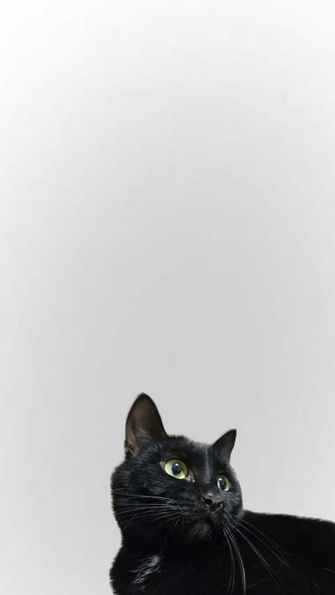 Black Cat Against Light Gray Background