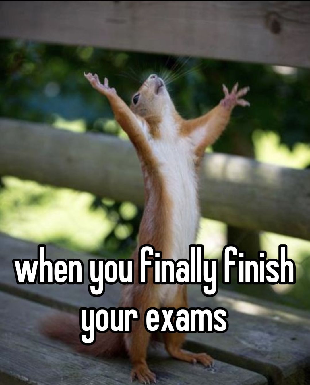 When You Finish Exams Squirrel Meme