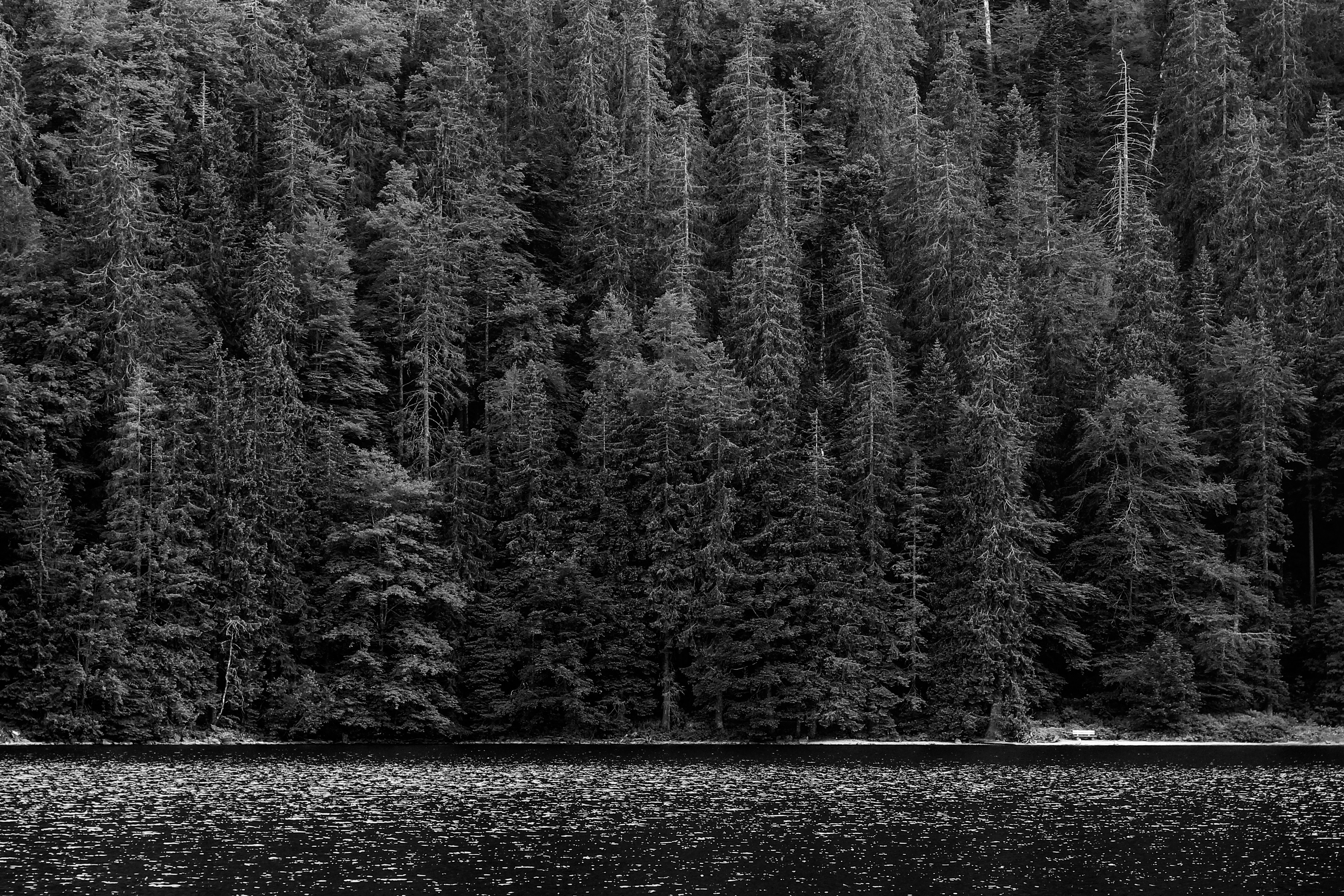 Black and White Lakeside Forest