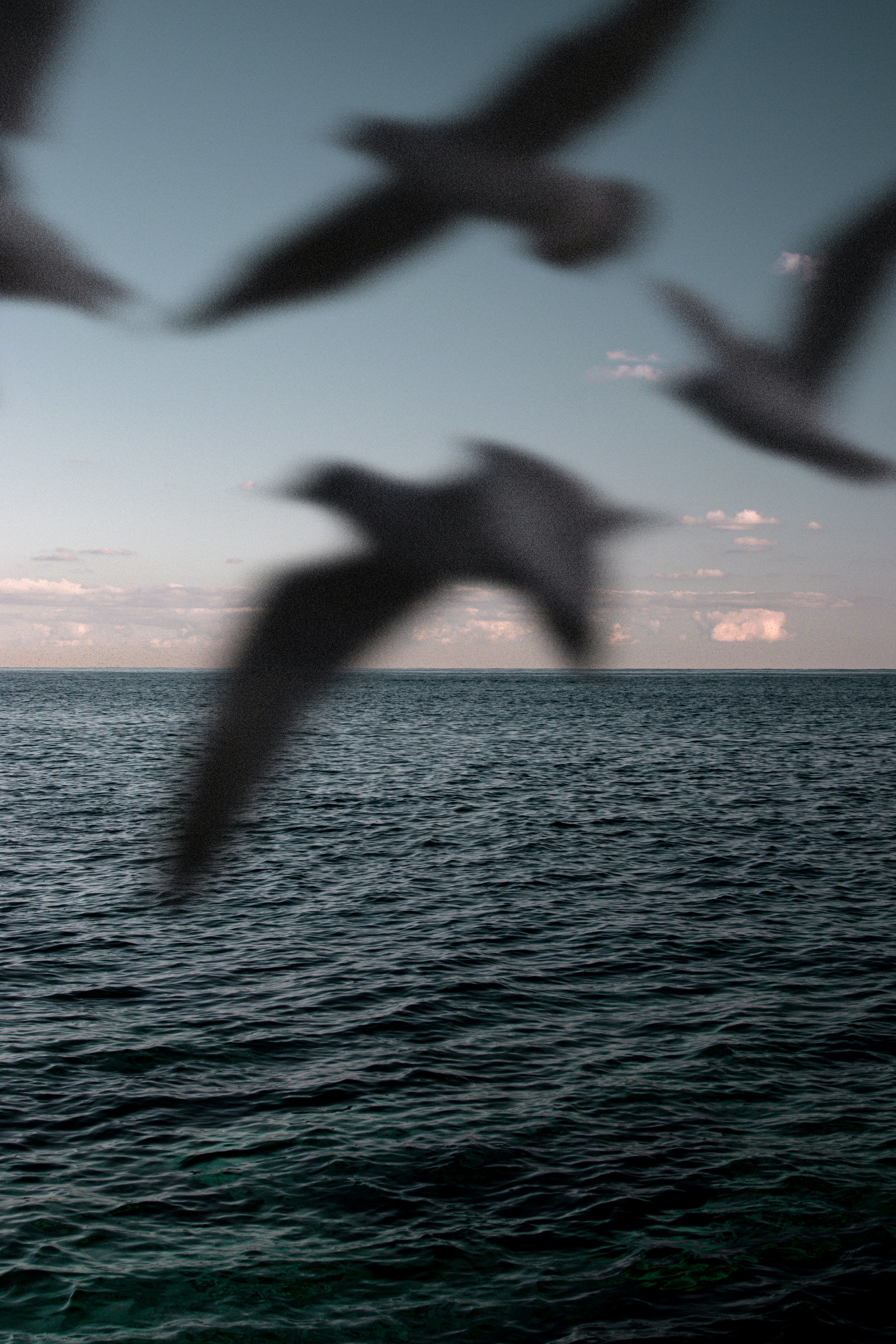 Seabird Silhouettes Over Open Ocean
