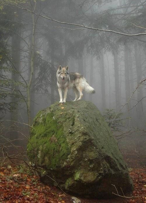 Wolf on Mossy Rock in Foggy Forest