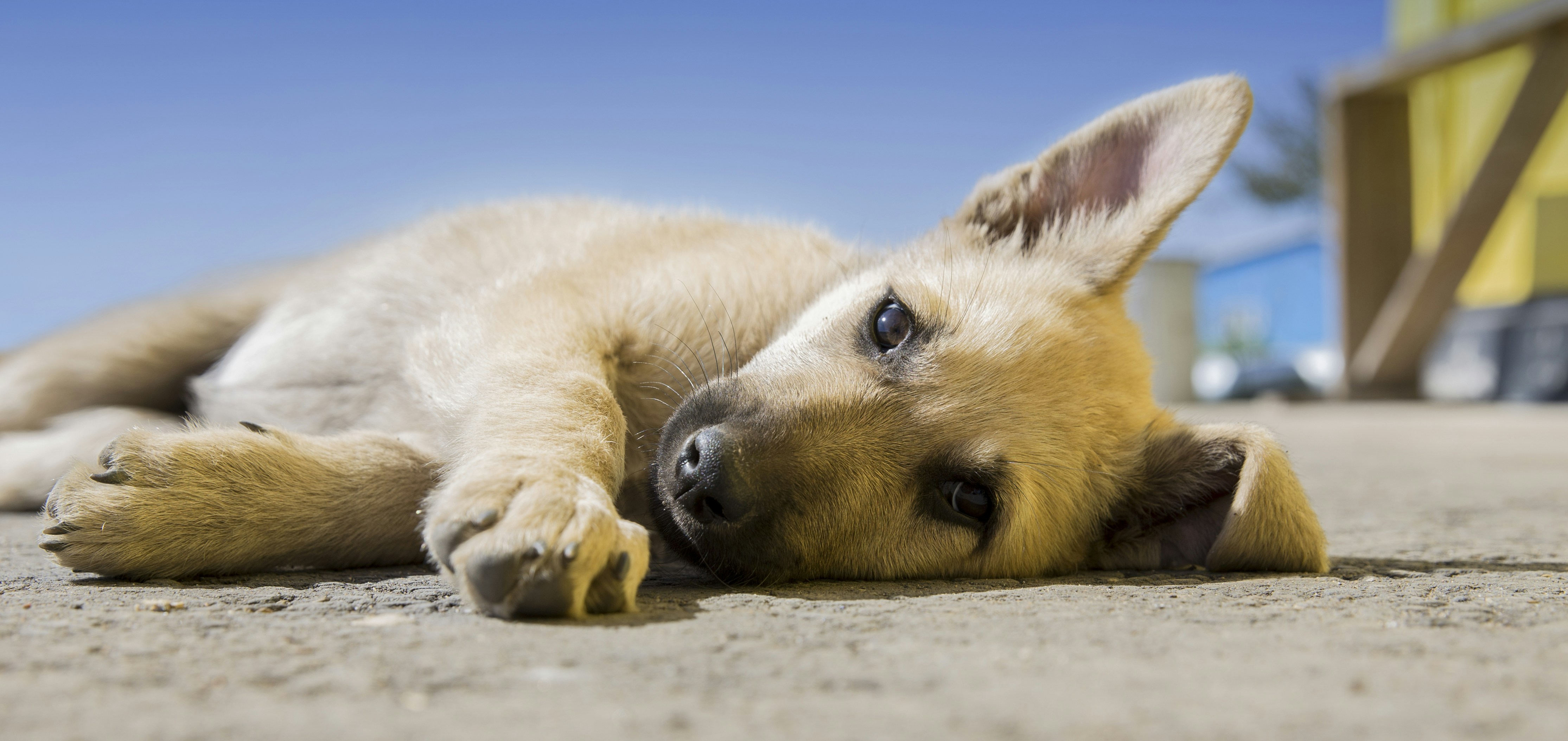 Light Brown Puppy Resting Outdoors