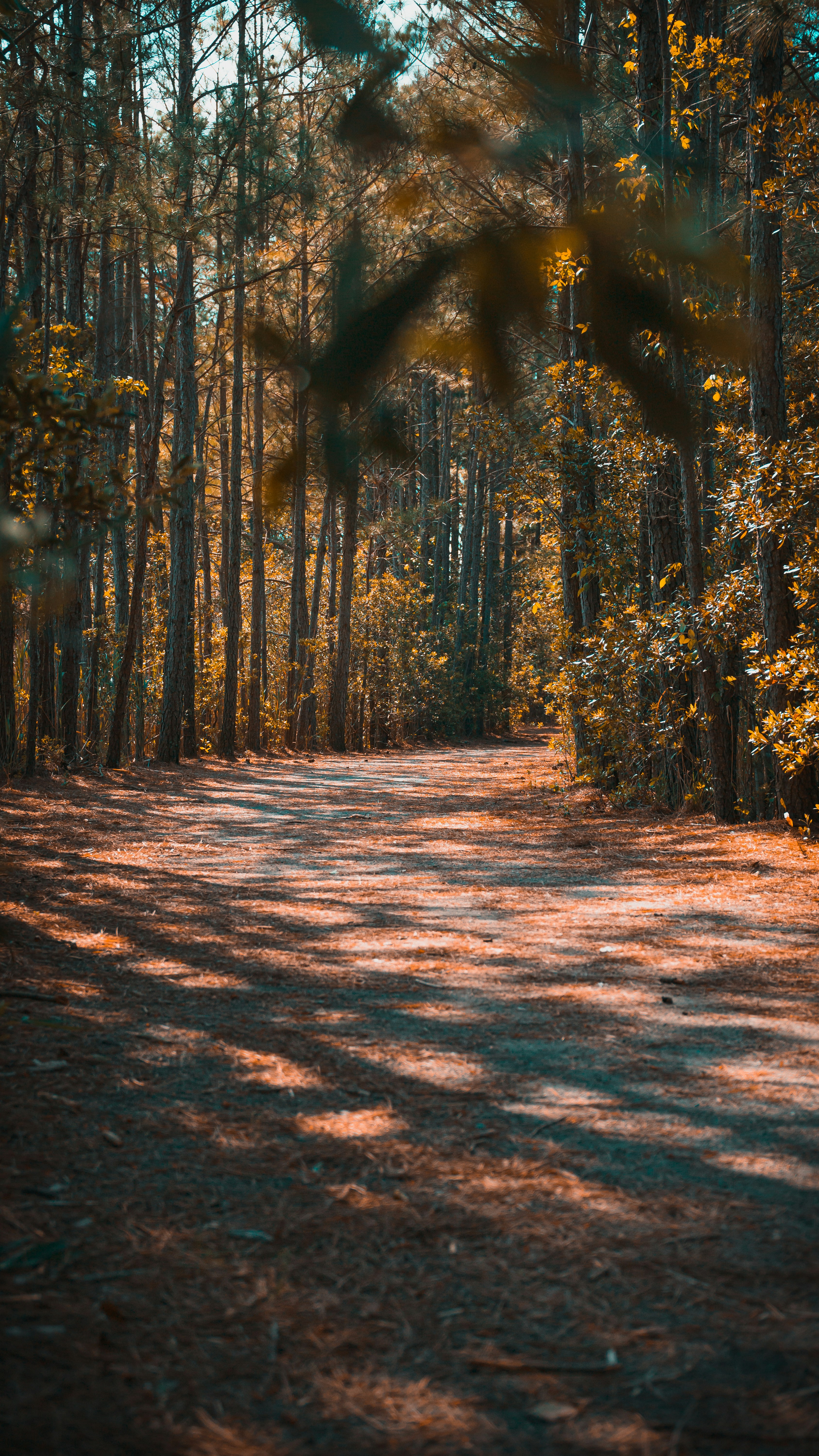 Sunlit Autumn Forest Path