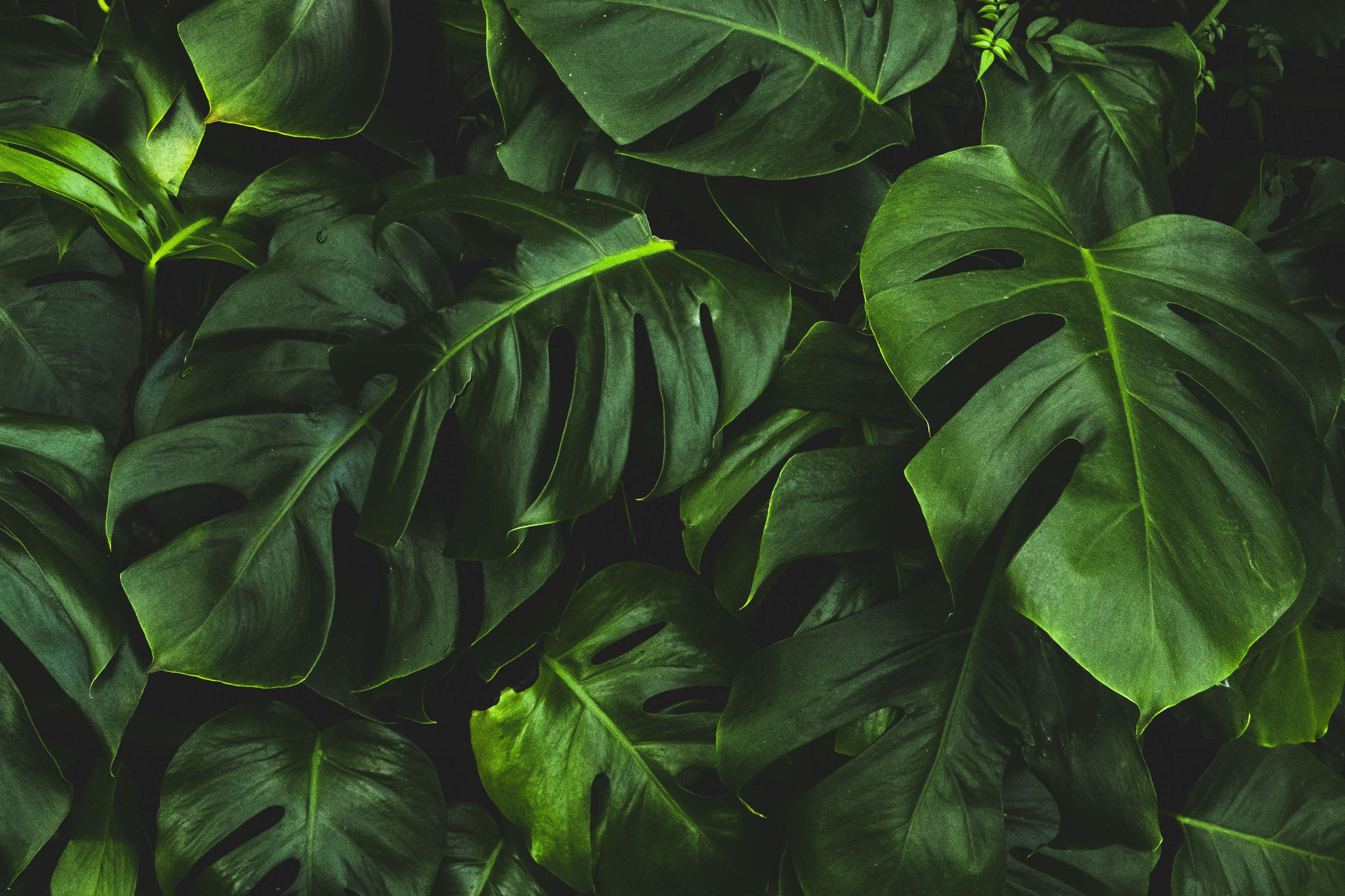 Dense Overlapping Monstera Leaves