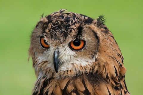 Close-up Portrait of an Eagle Owl