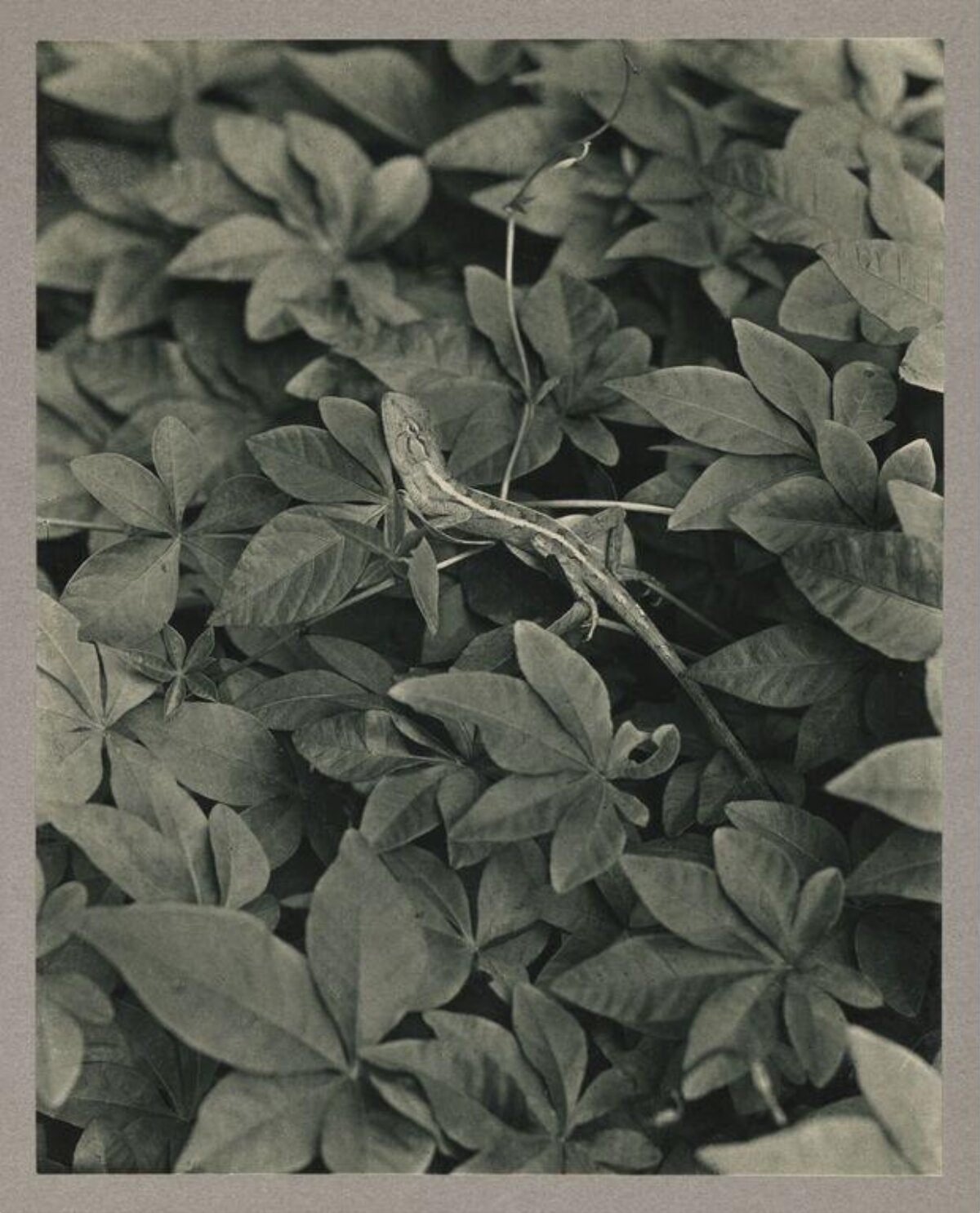 Lizard Camouflaged Among Foliage