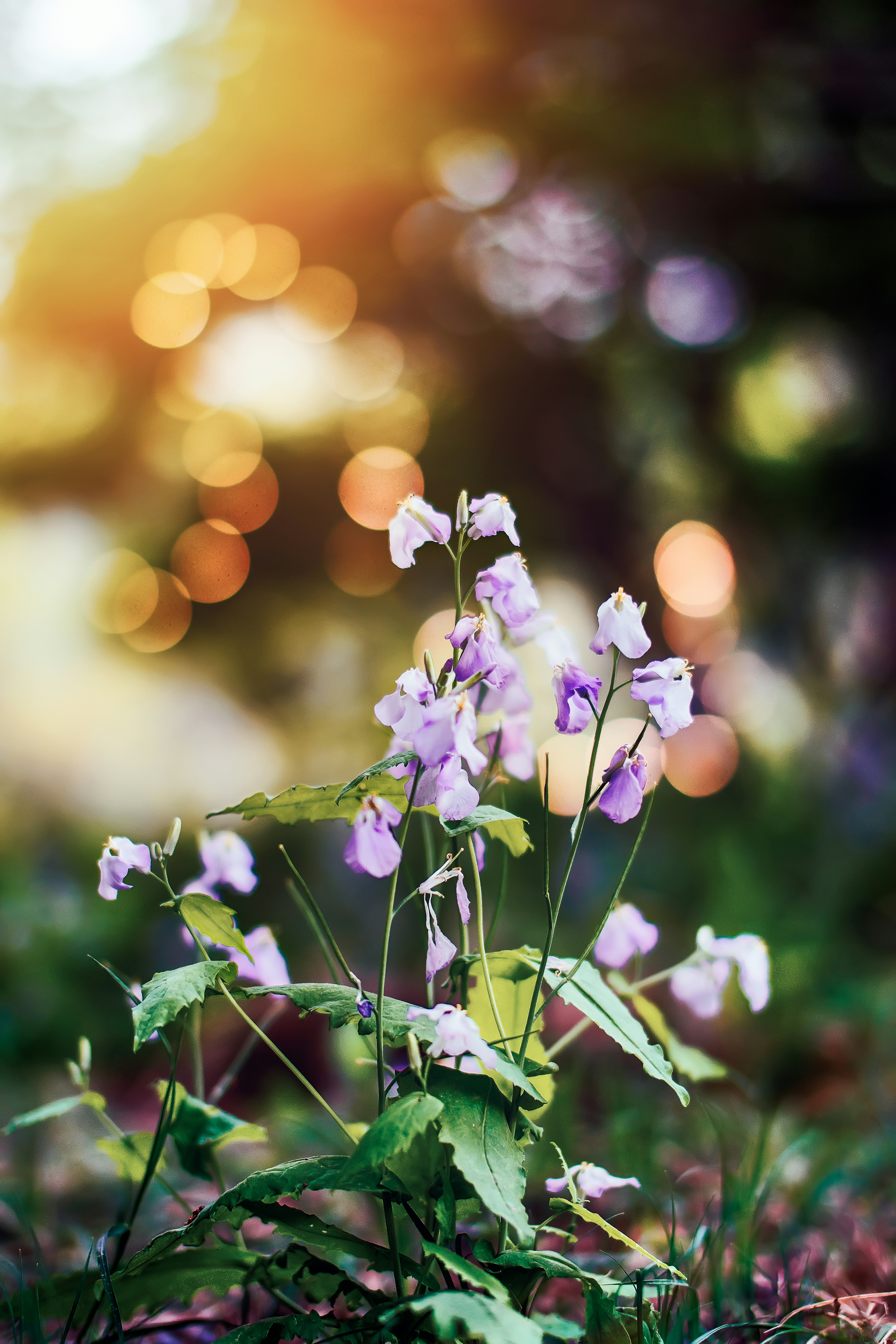 Purple Wildflowers in Sunset Light