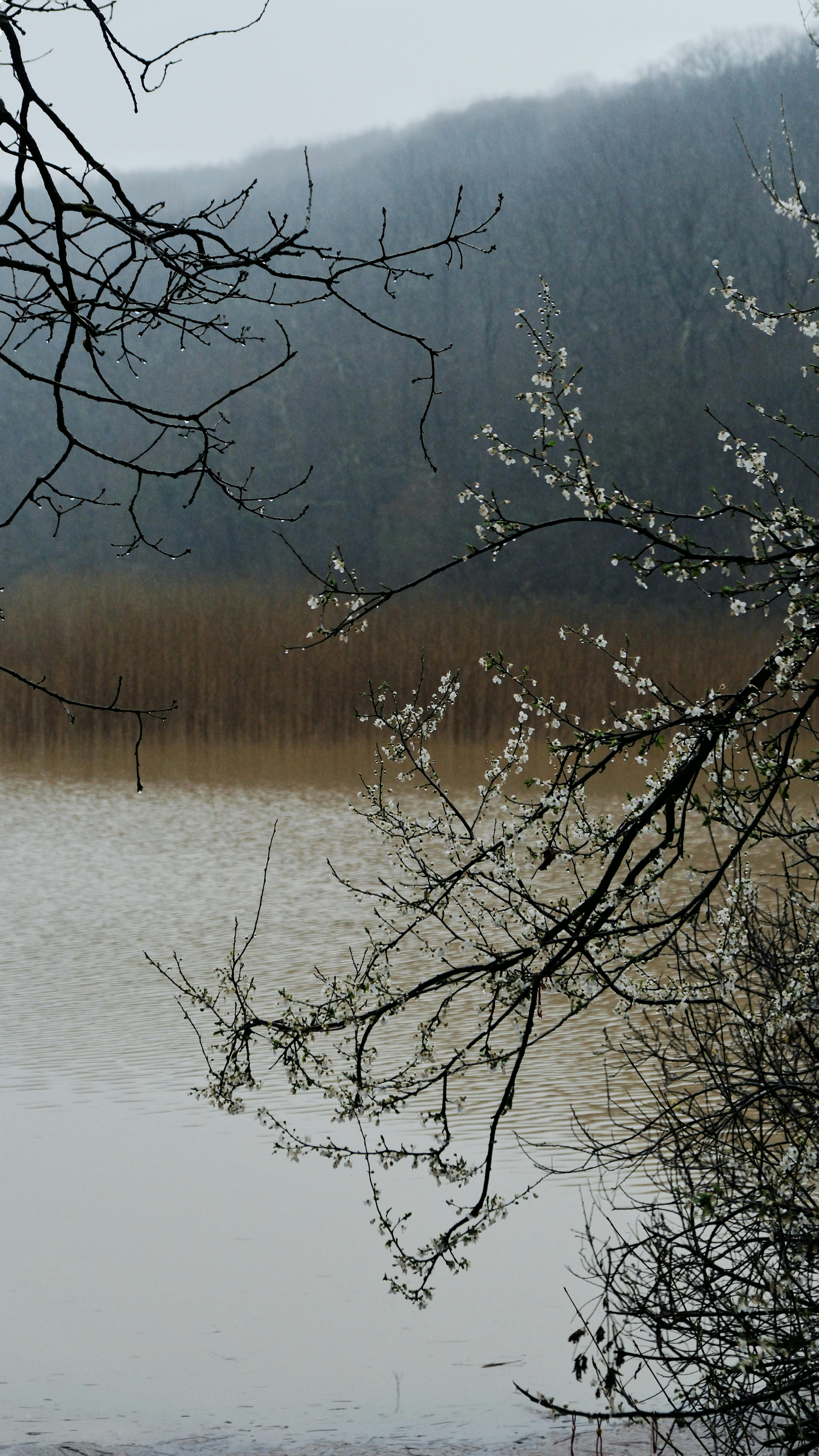 Rainy Misty Lakeside Spring Scene