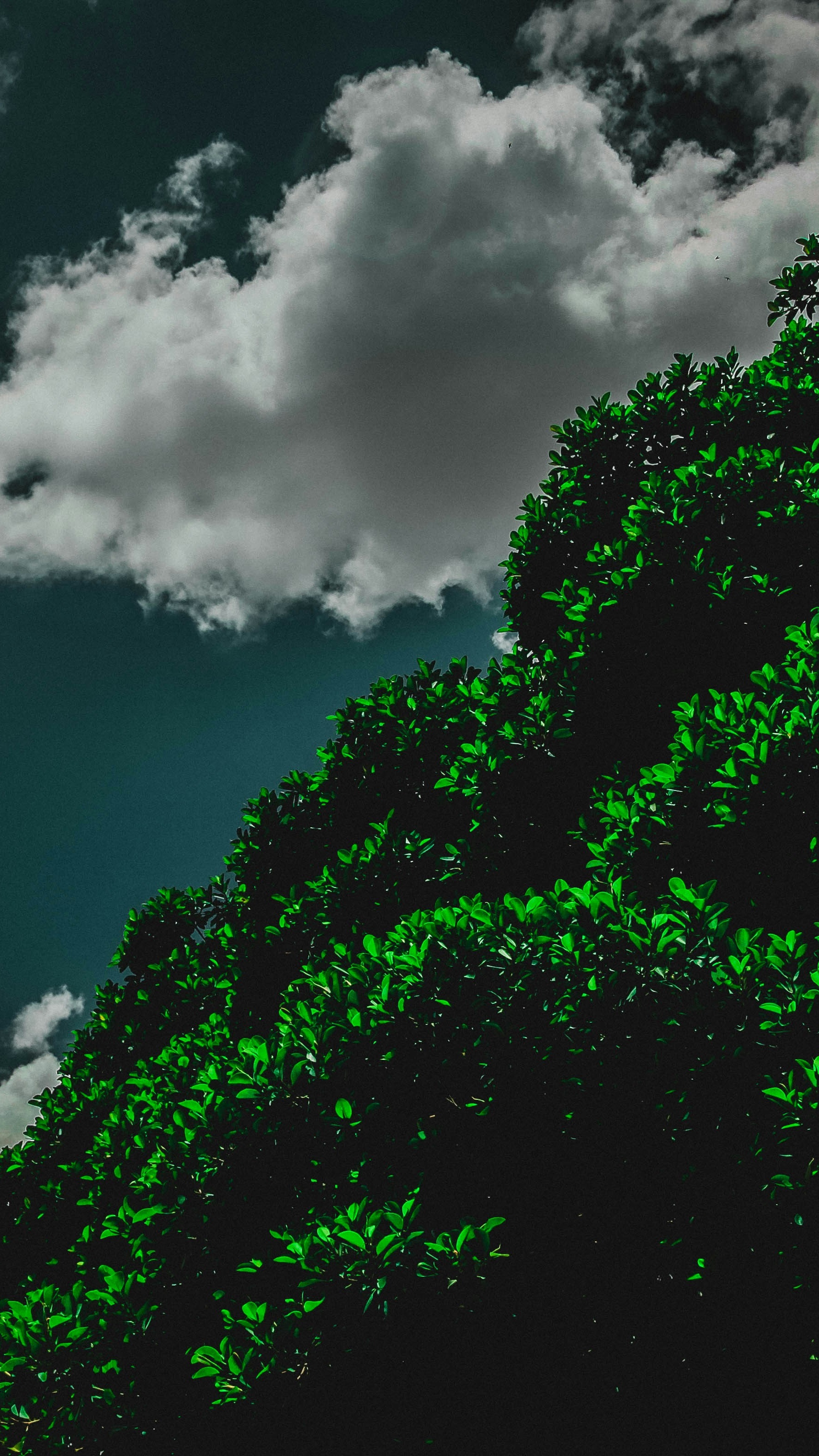 Wallpapers
