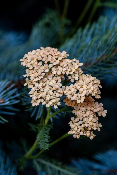 Pale Peach Yarrow Flower Clusters
