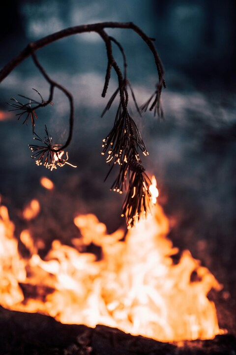 Burning Pine Branch Over Campfire