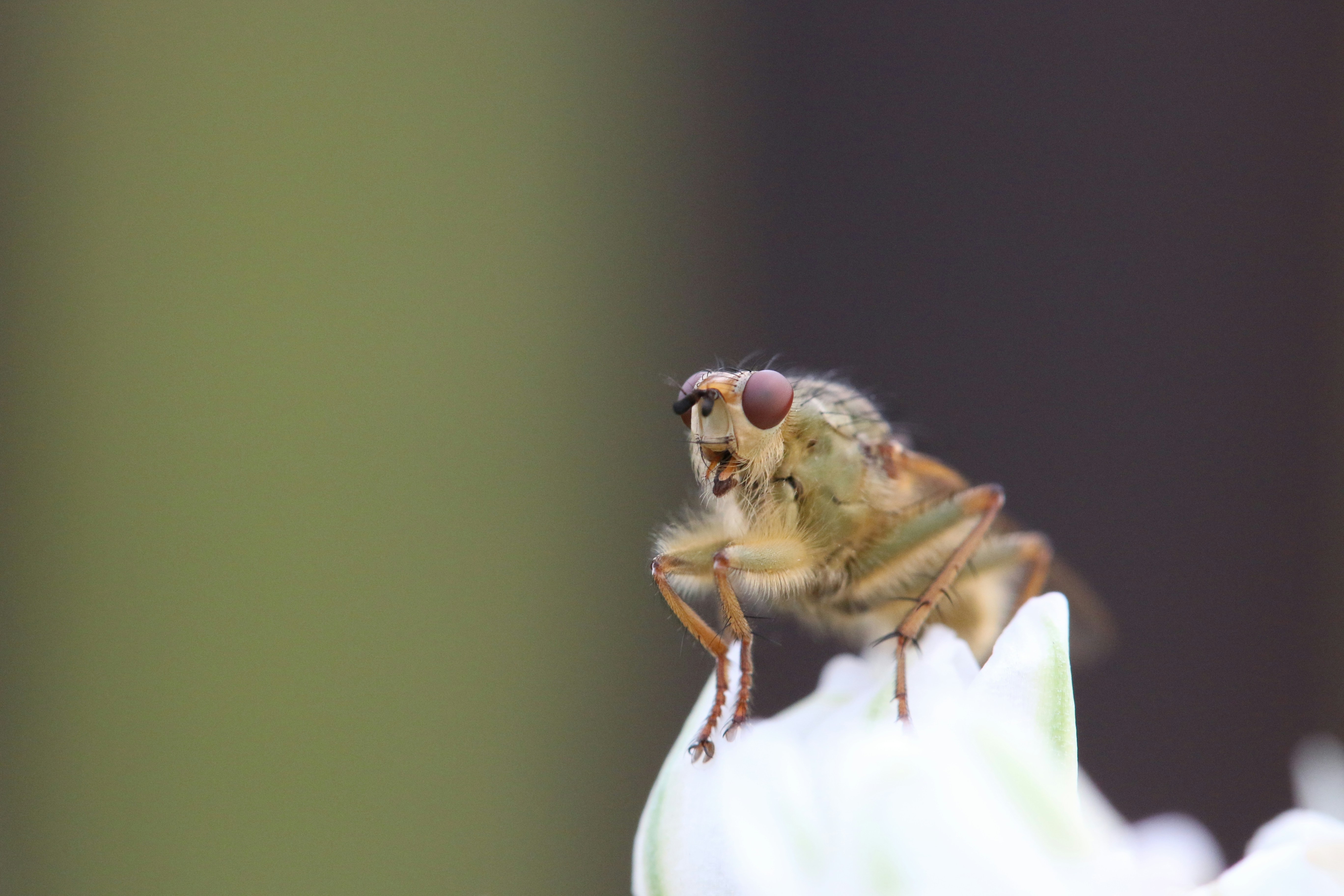Fly Perched on White Flower
