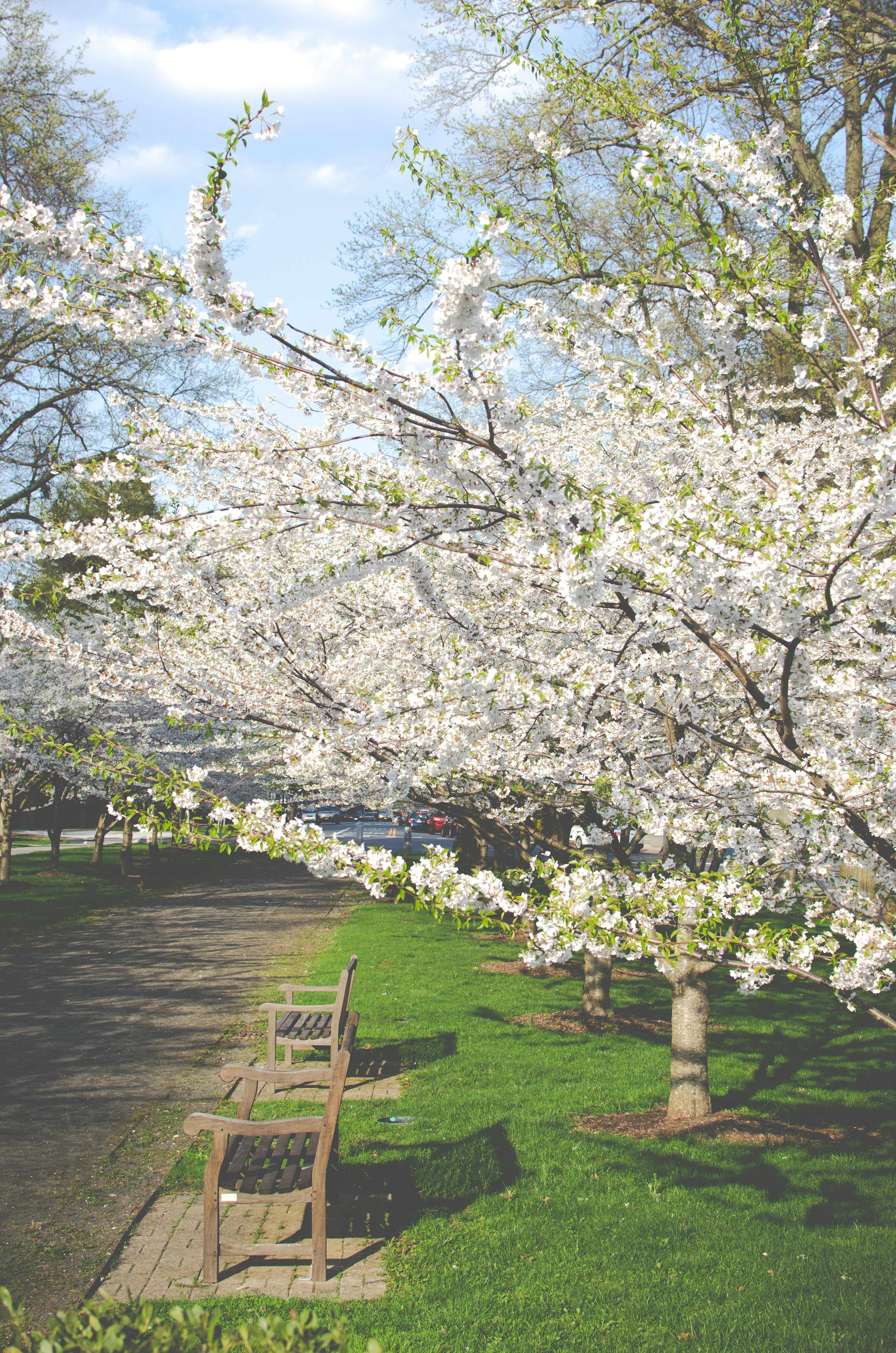 Spring Park Cherry Blossom Path