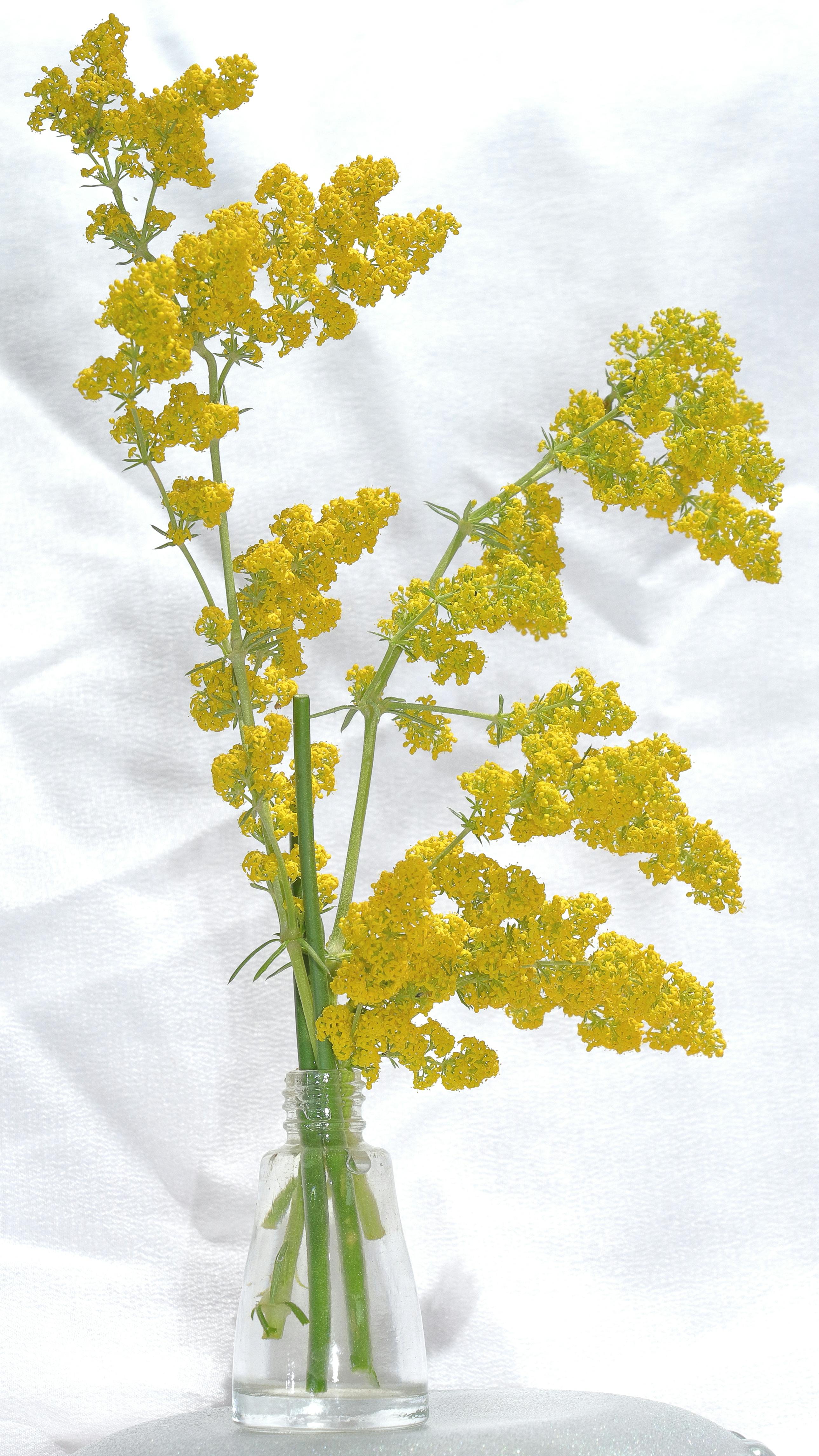 Yellow Flowers in Glass Vase