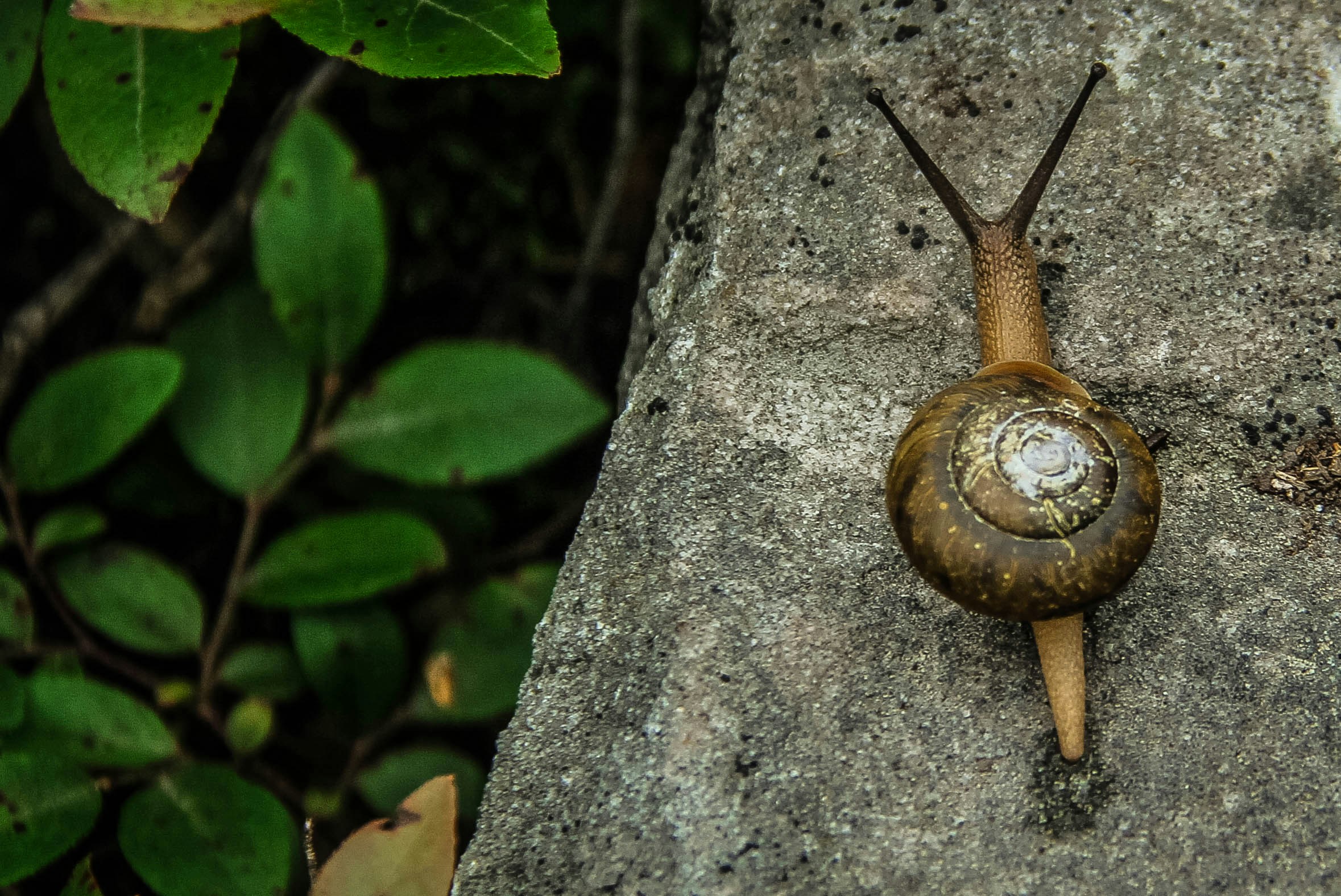 Snail Crawling on Rock