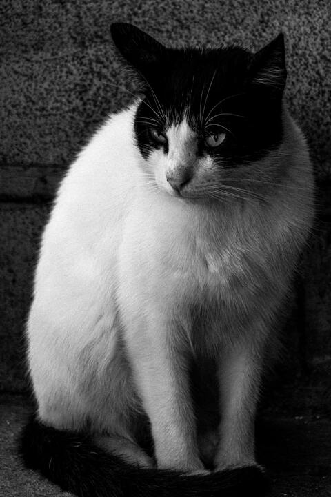 Sitting Black and White Cat