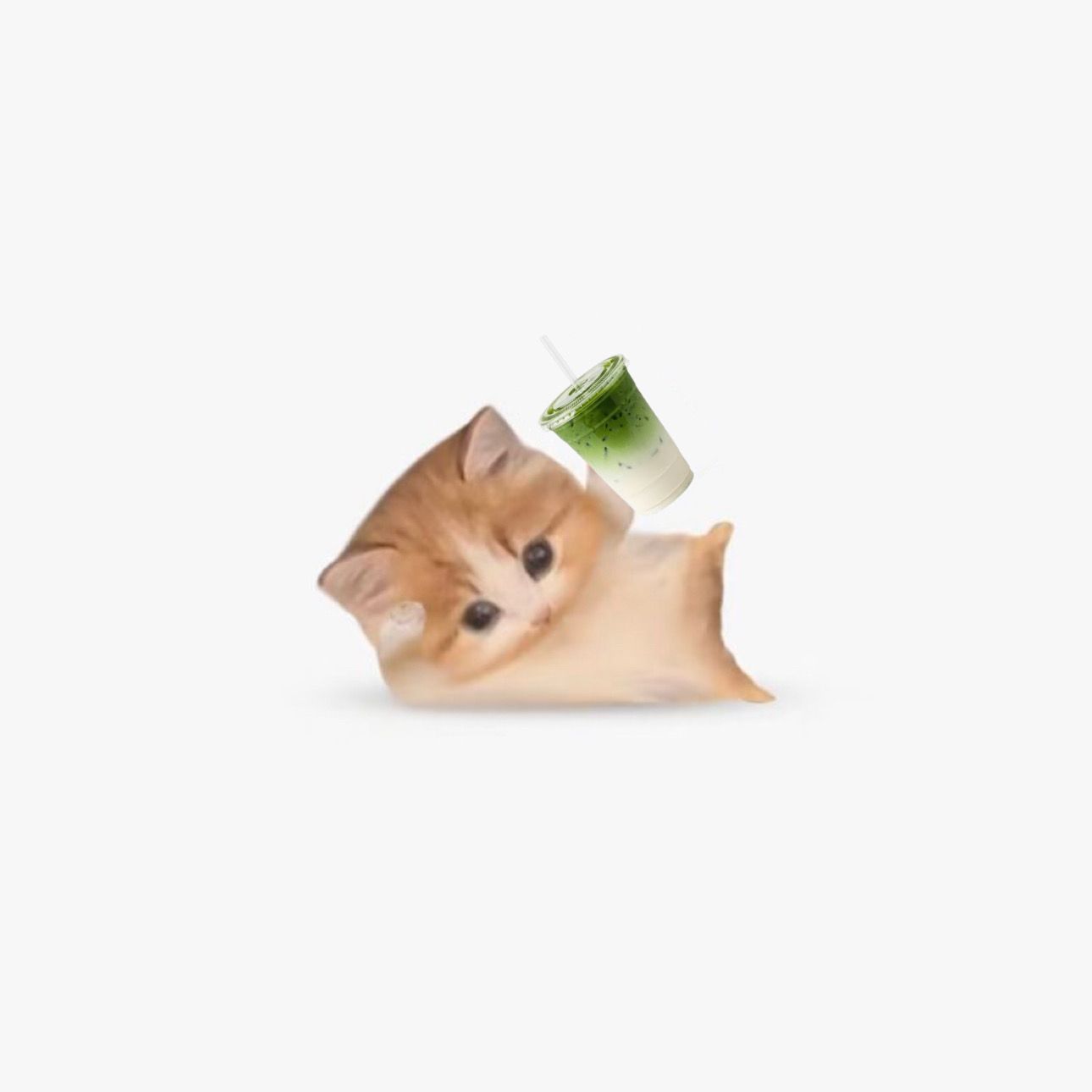 Kitten Holding Iced Matcha Drink