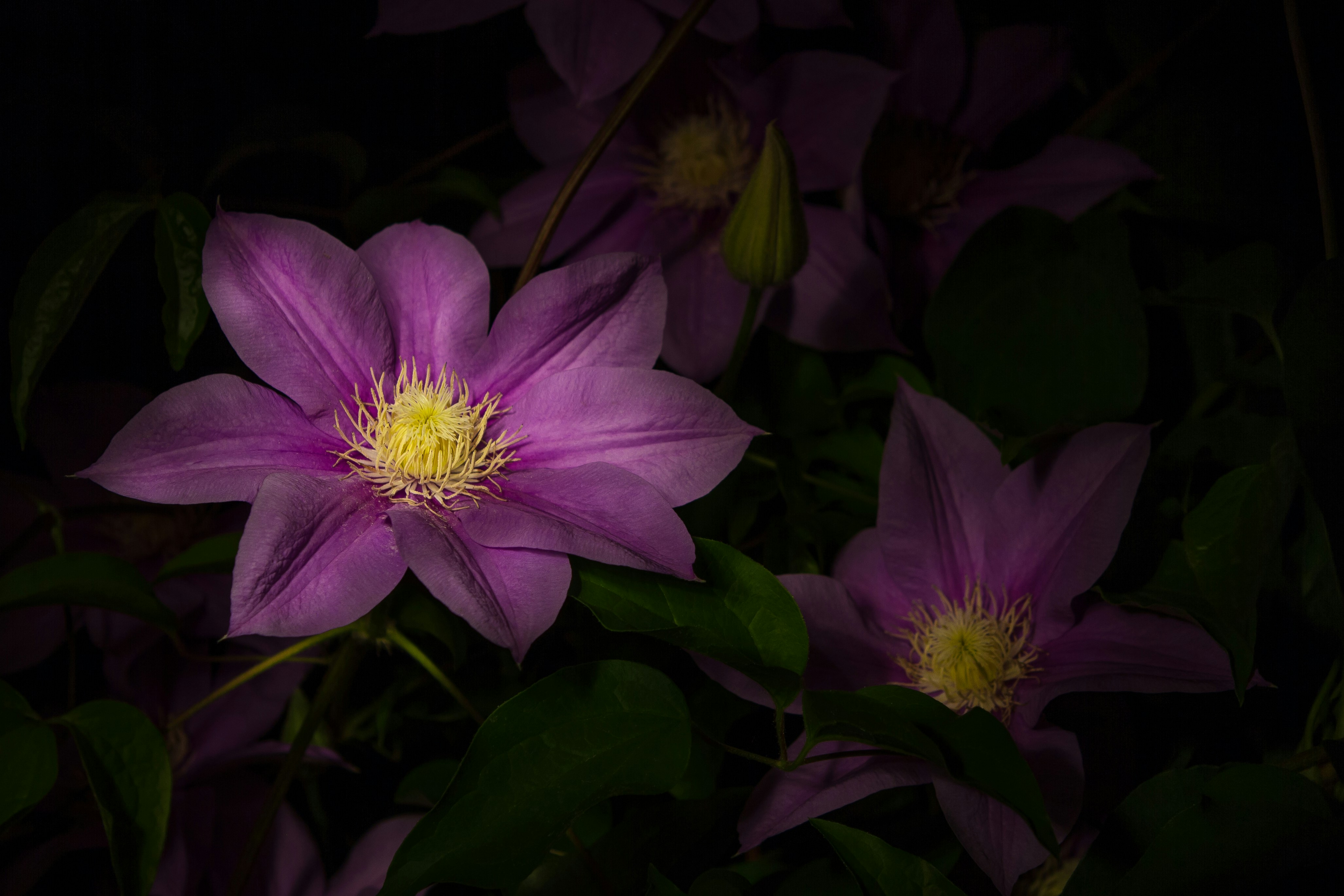 Purple Clematis Flowers in Low Light