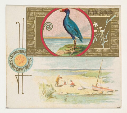 Vintage Purple Gallinule Cigarette Card